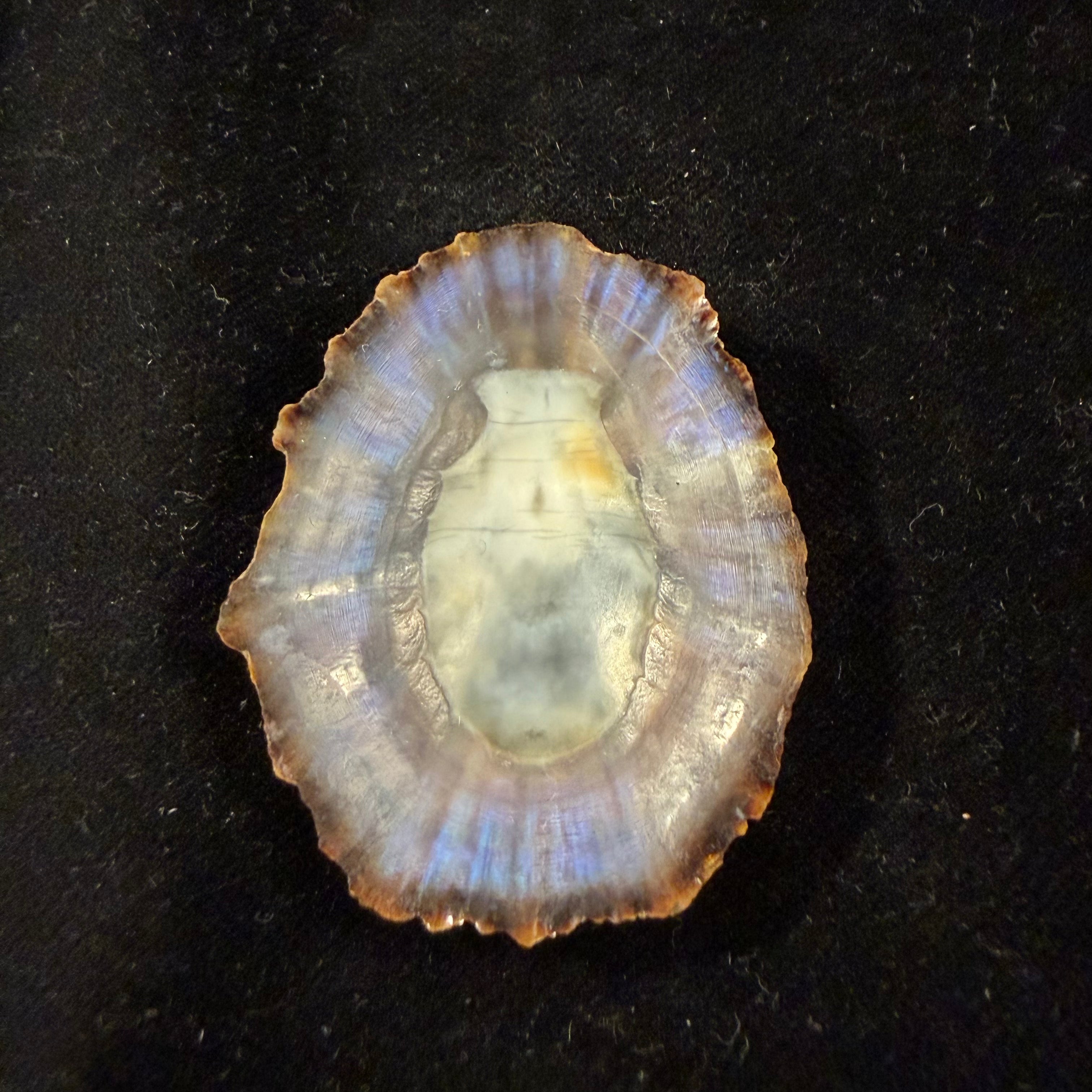 Patella tenuis Gmelin, 1791 - 46,1mm