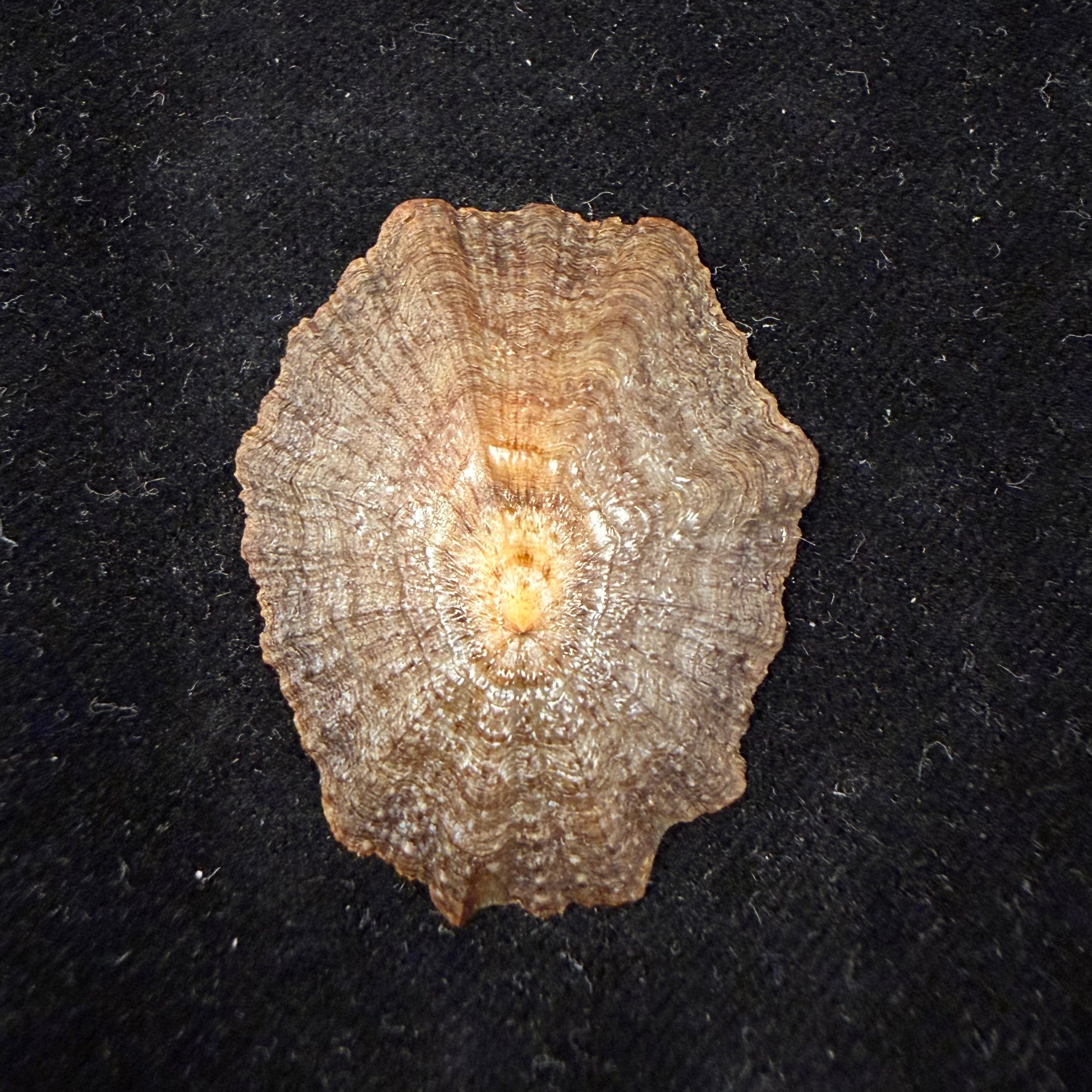 Patella tenuis Gmelin, 1791 - 43,9mm