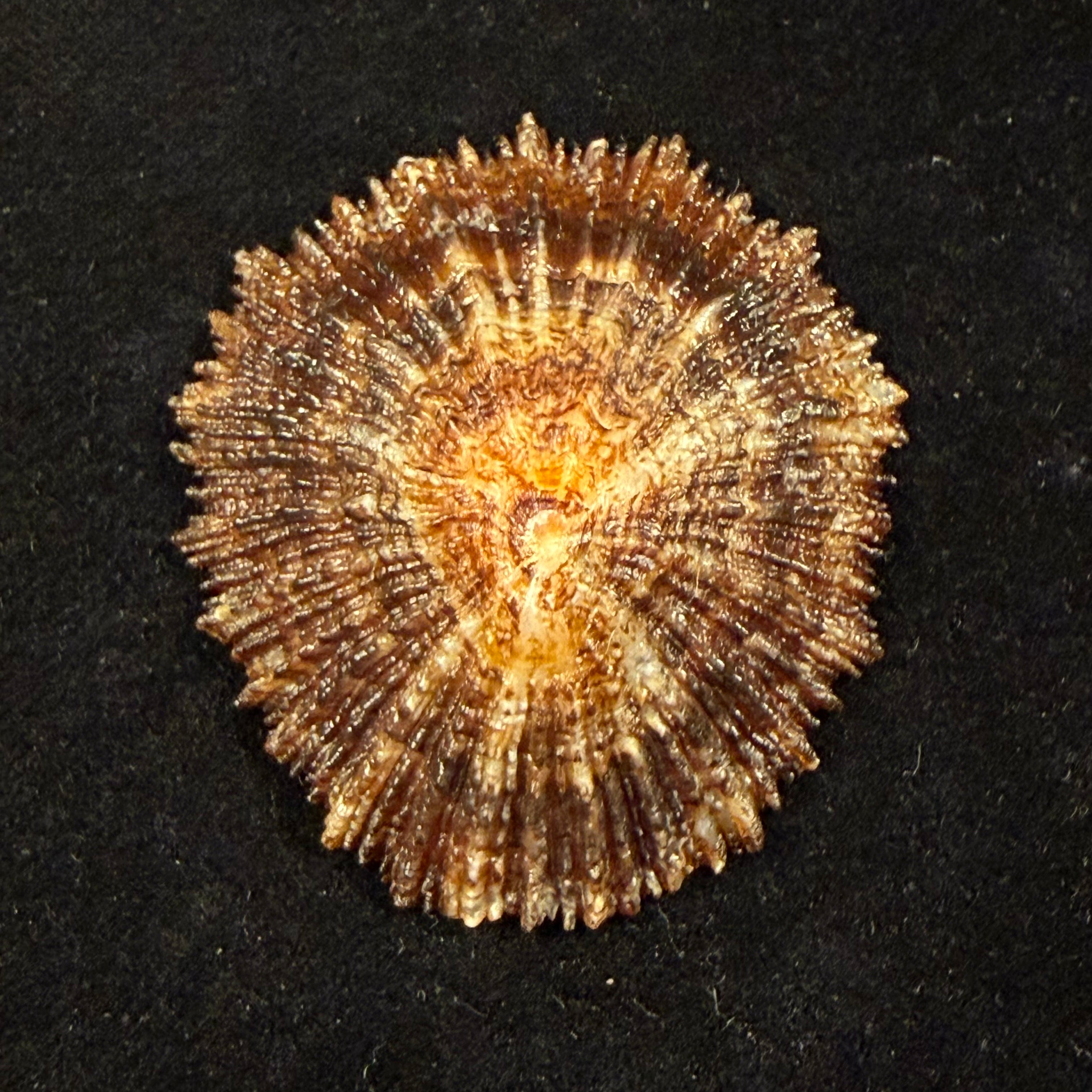 Patella aspera Röding, 1798 - 53,6mm