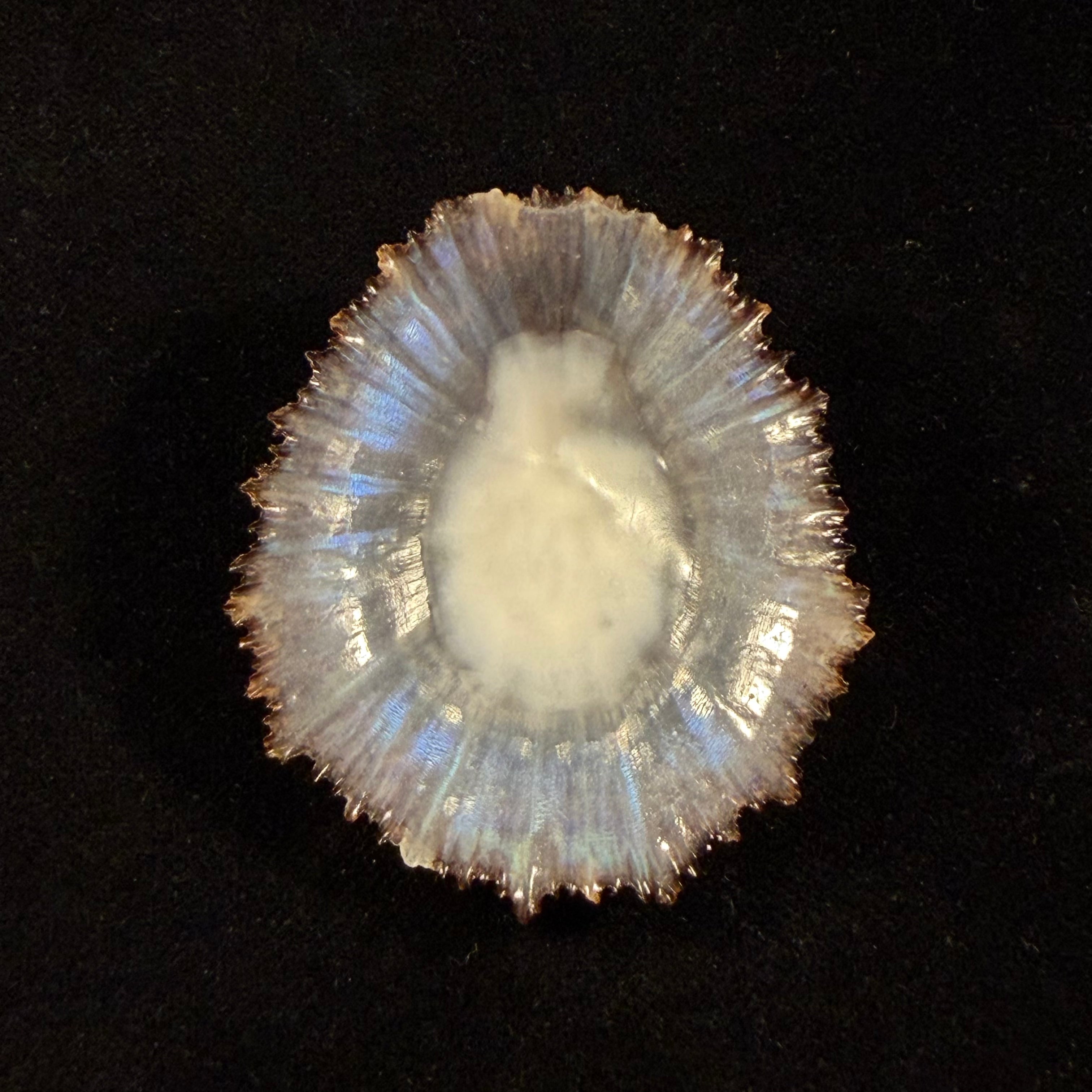 Patella aspera Röding, 1798 - 53,6mm