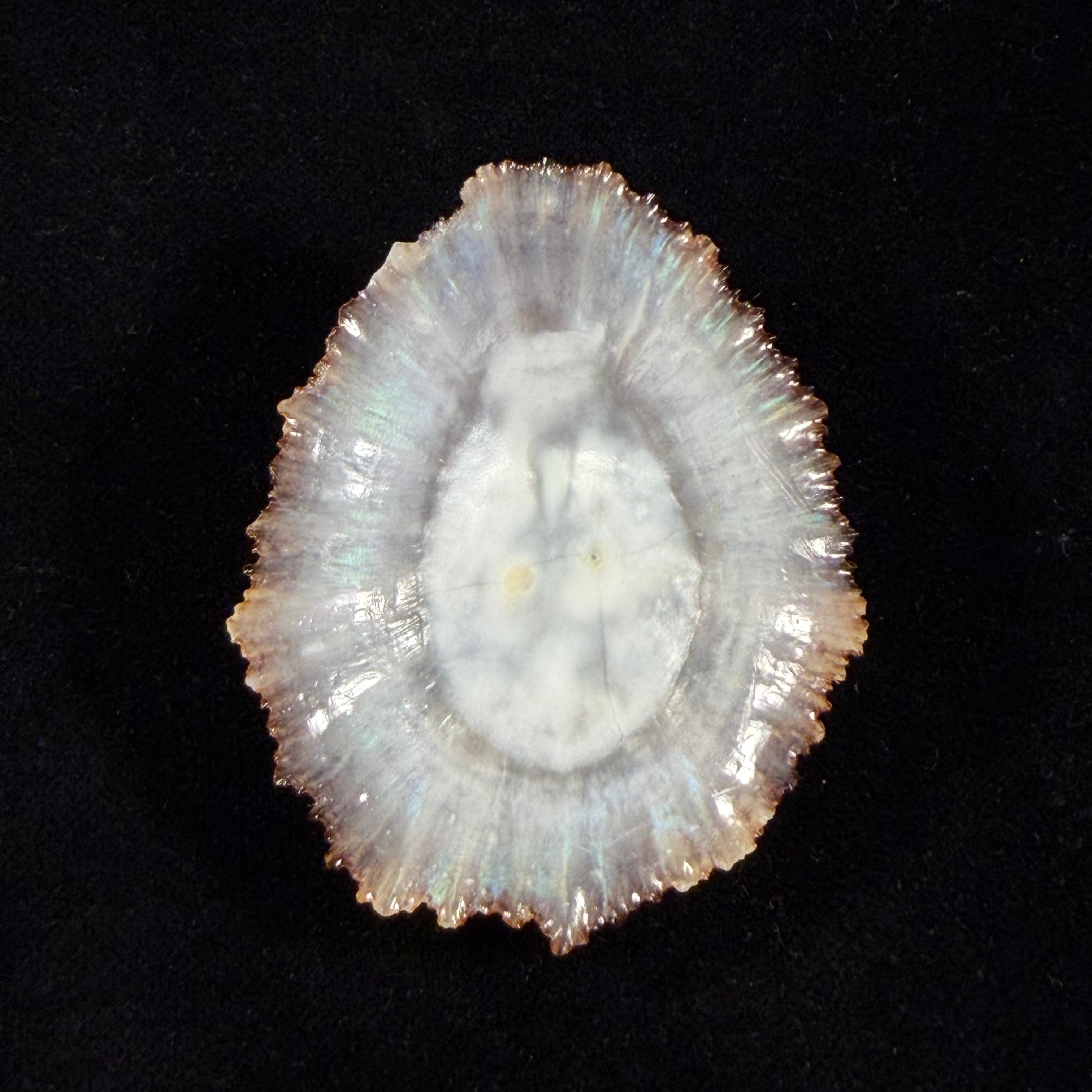 Patella aspera Röding, 1798 - 61,5mm