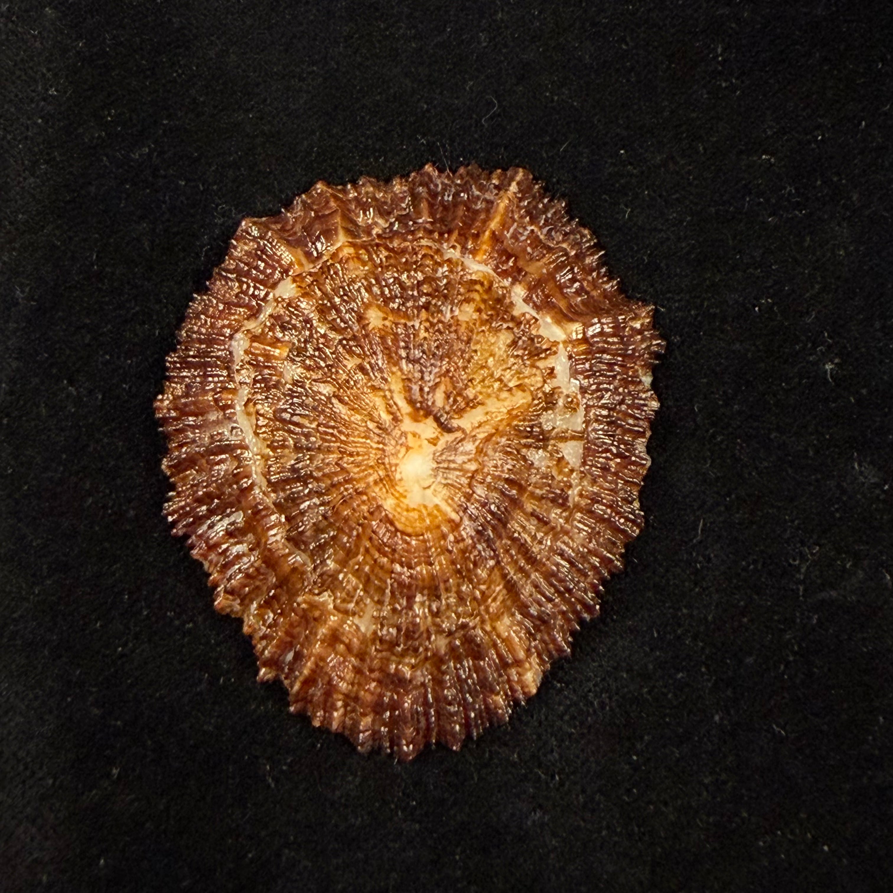 Patella aspera Röding, 1798 - 59,5mm