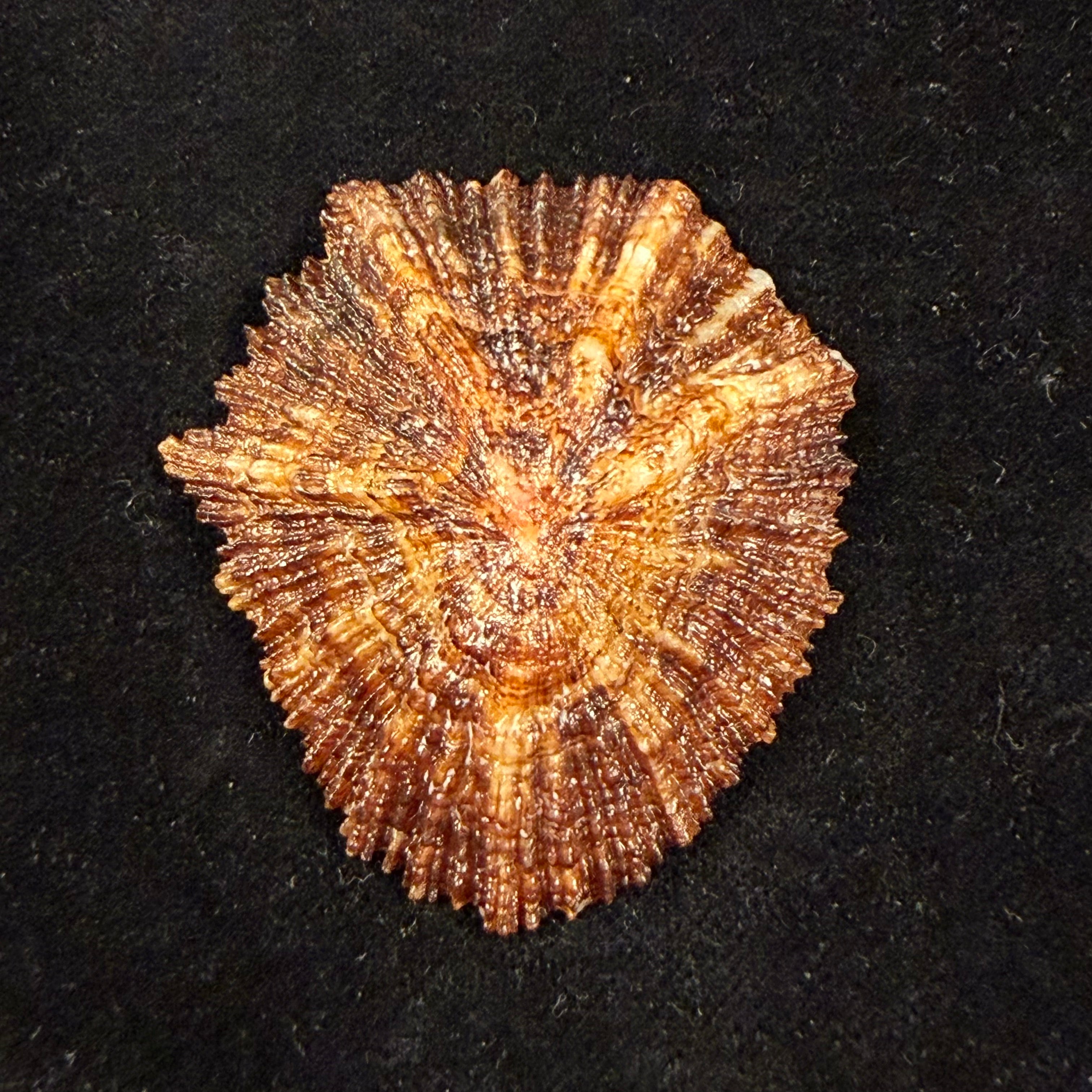 Patella aspera Röding, 1798 - 52,5mm