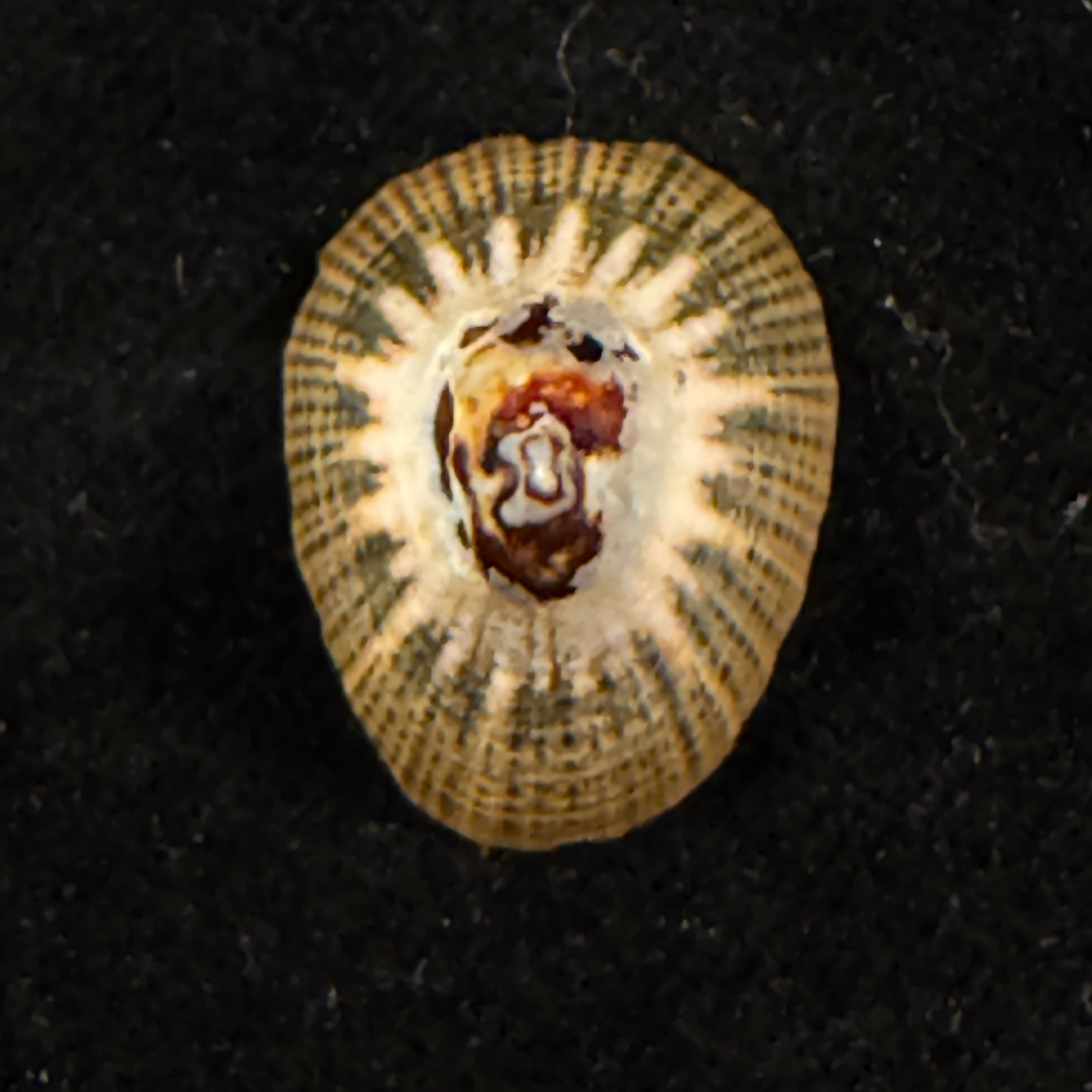 Cymbula oculus (Born, 1778) - 21,8mm