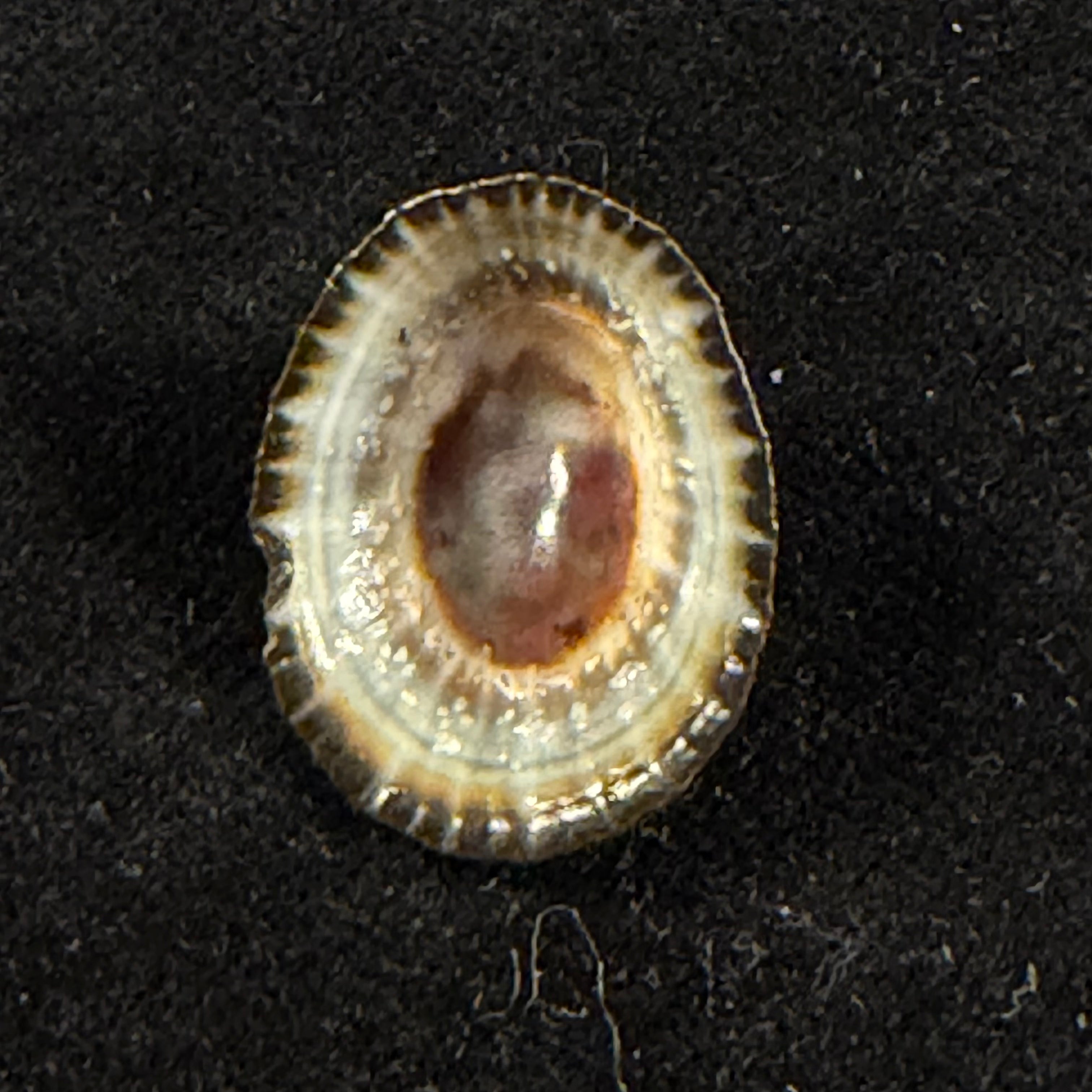 Cymbula oculus (Born, 1778) - 23,3mm