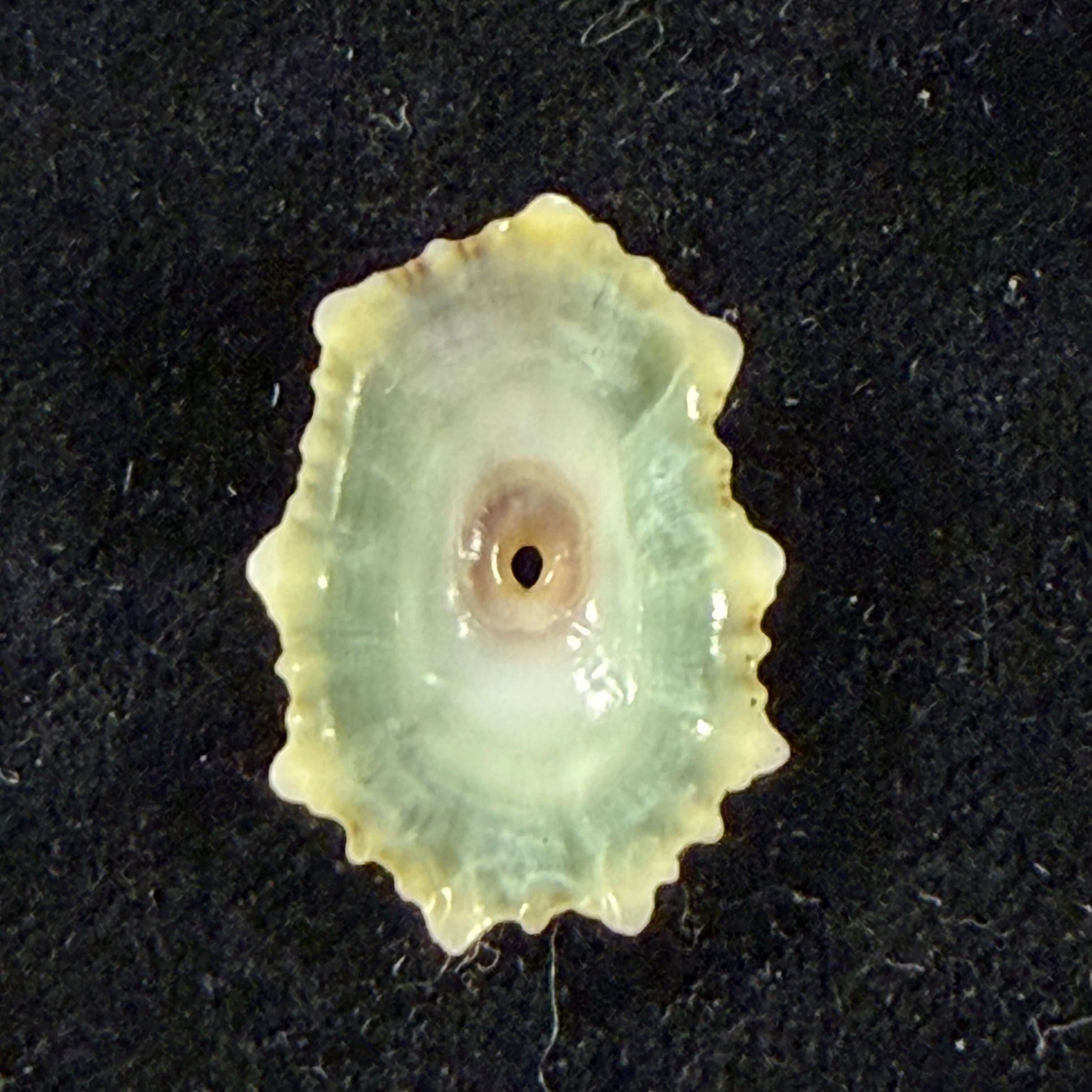 Fissurella angusta (Gmelin, 1791) - 20,5mm