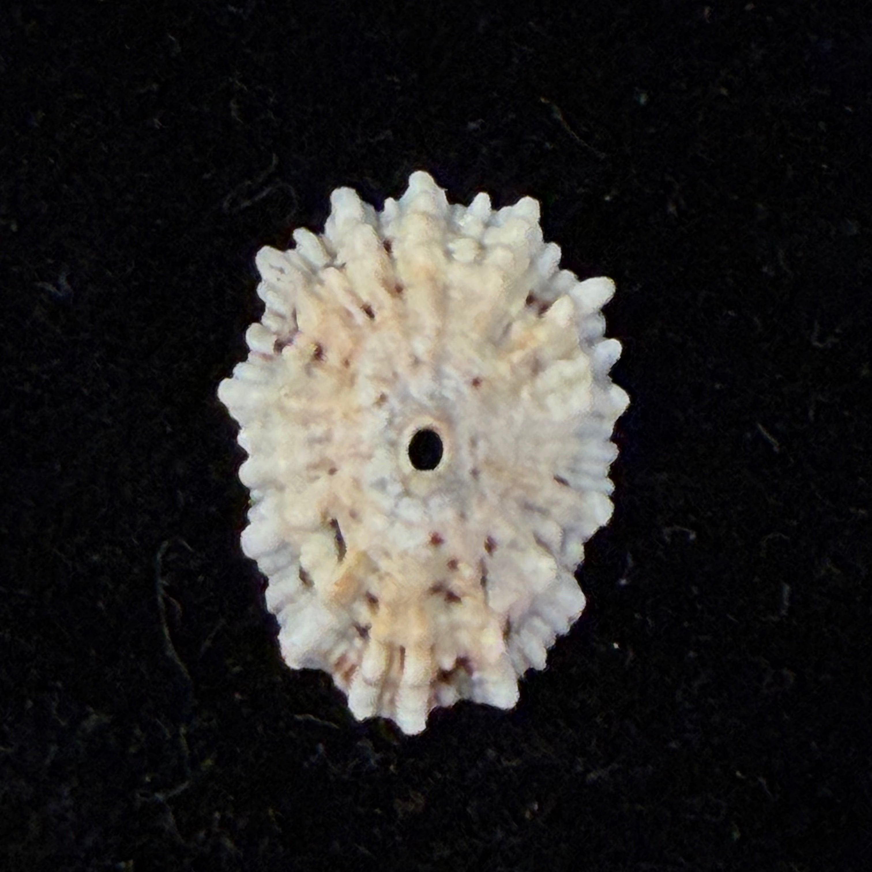 Fissurella barbadensis (Gmelin, 1791) - 18,9mm