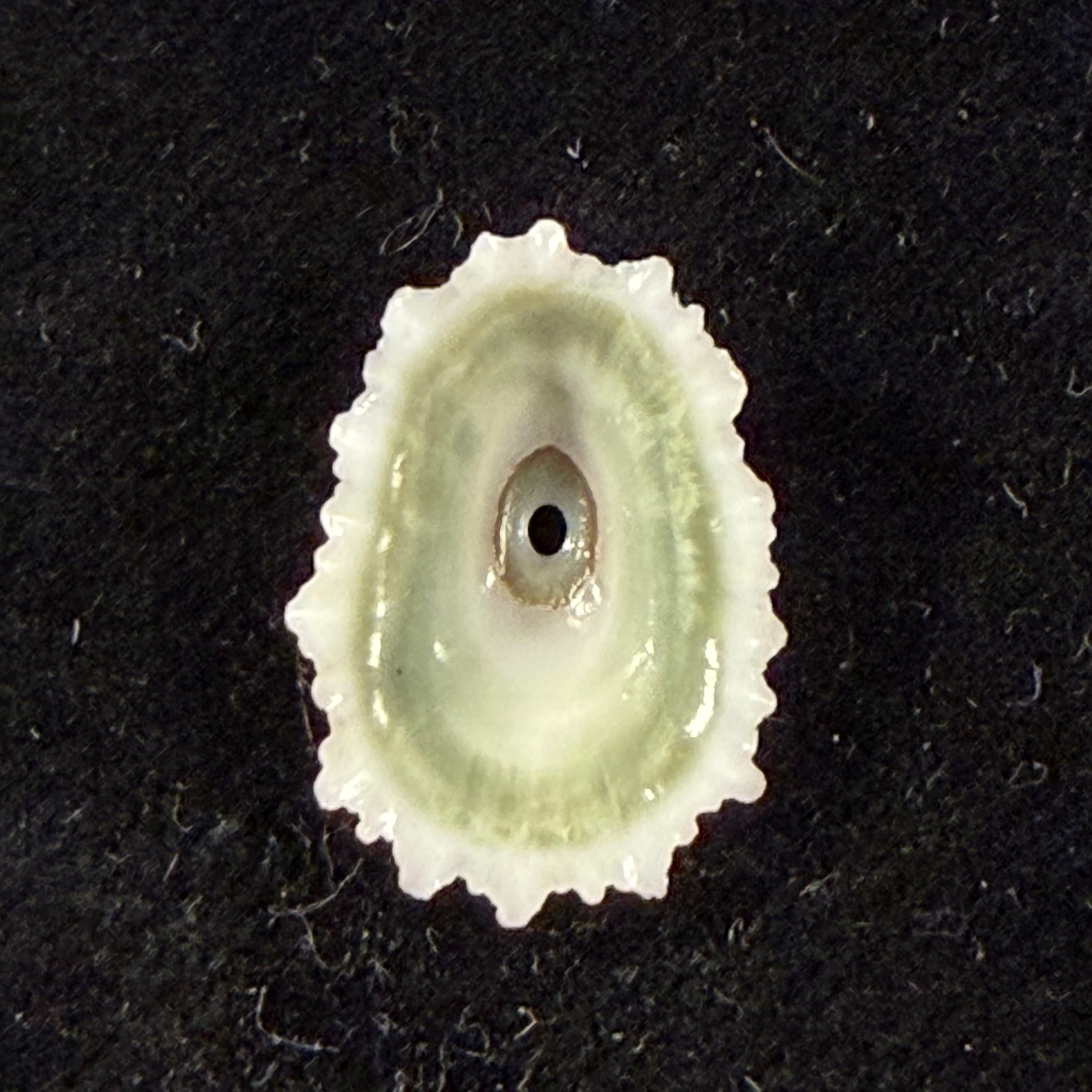 Fissurella barbadensis (Gmelin, 1791) - 18,9mm
