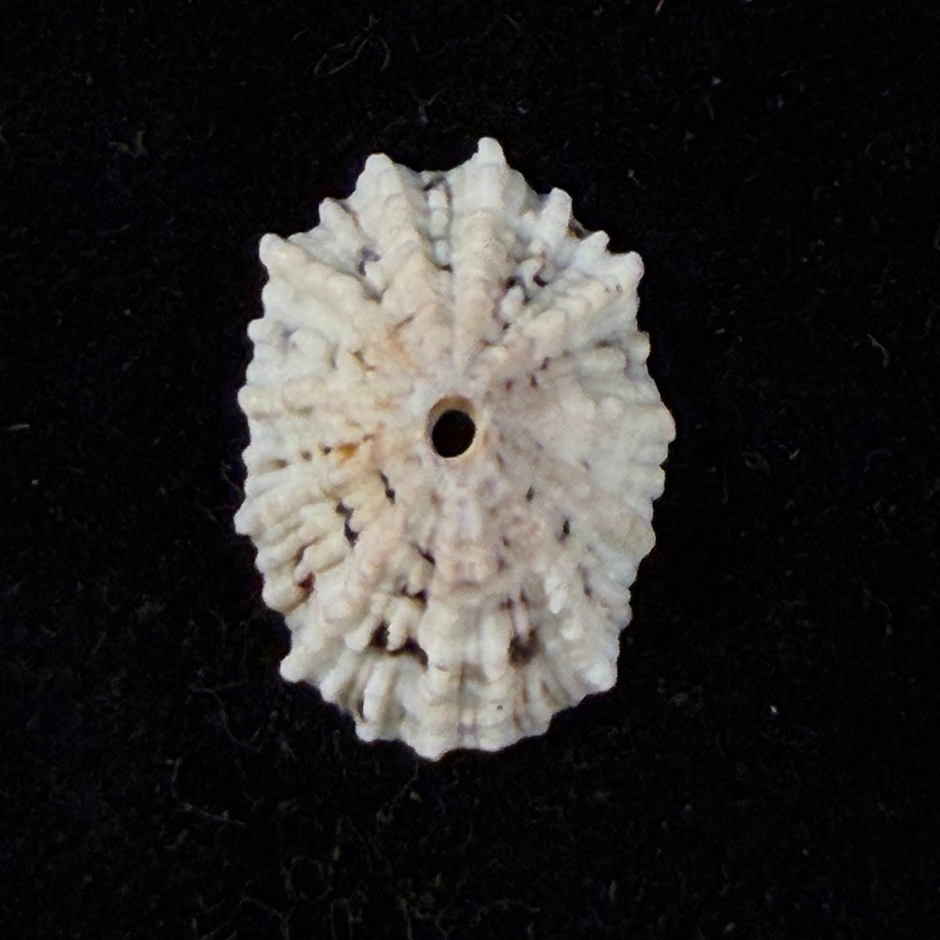 Fissurella barbadensis (Gmelin, 1791) - 19,3mm