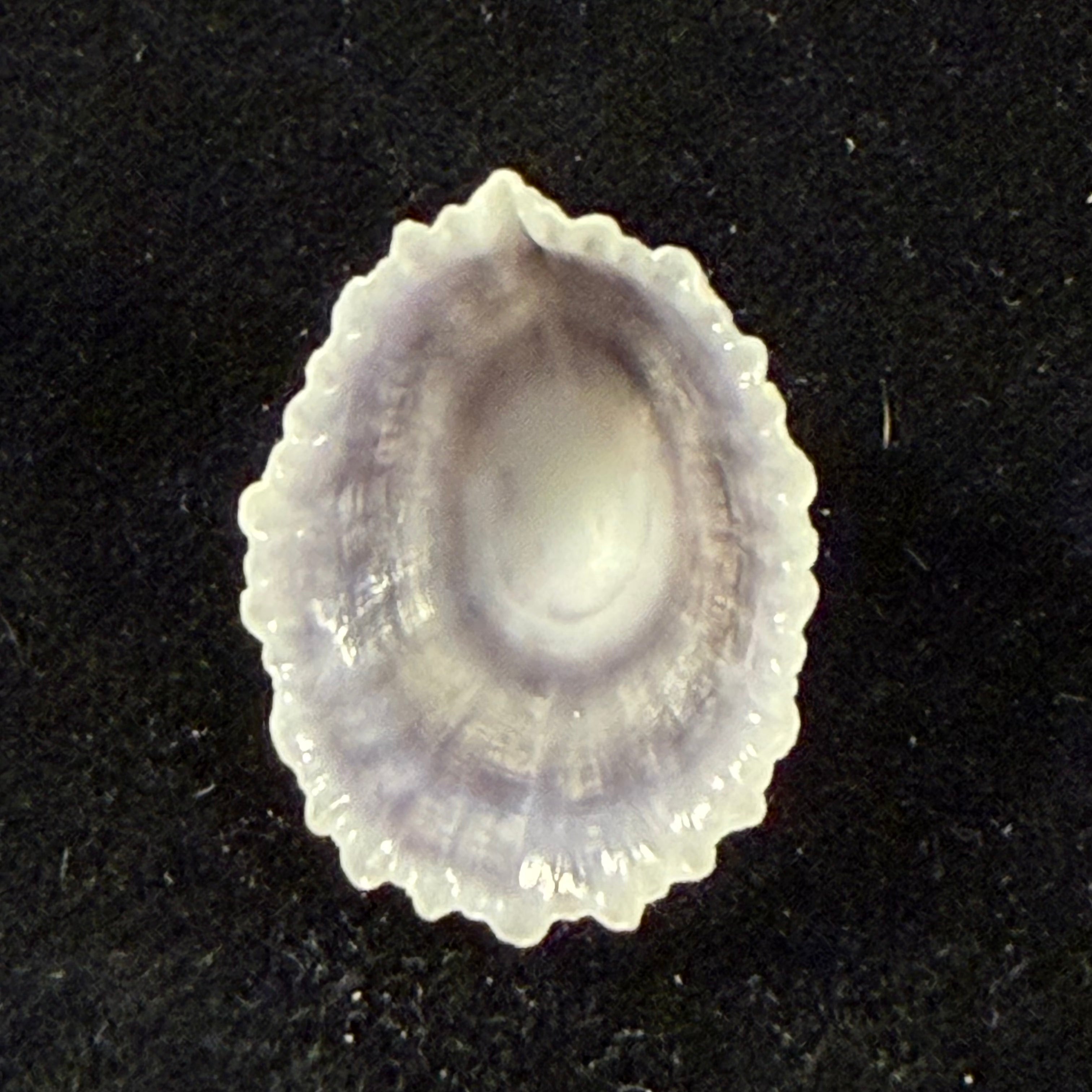 Hemitoma octoradiata (Gmelin, 1795) - 22,4mm