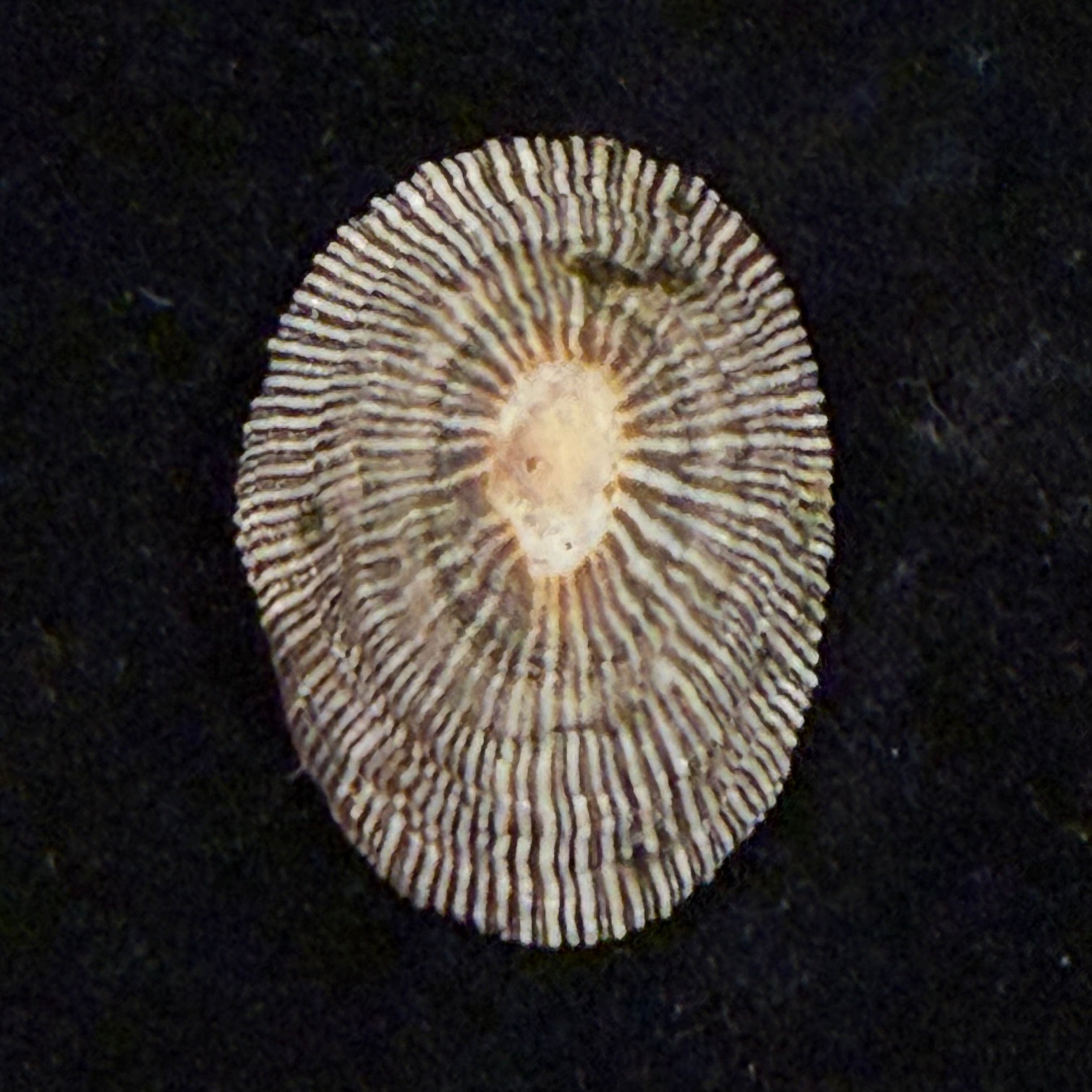 Siphonaria pectinata (Linnaeus, 1758) - 29,3mm