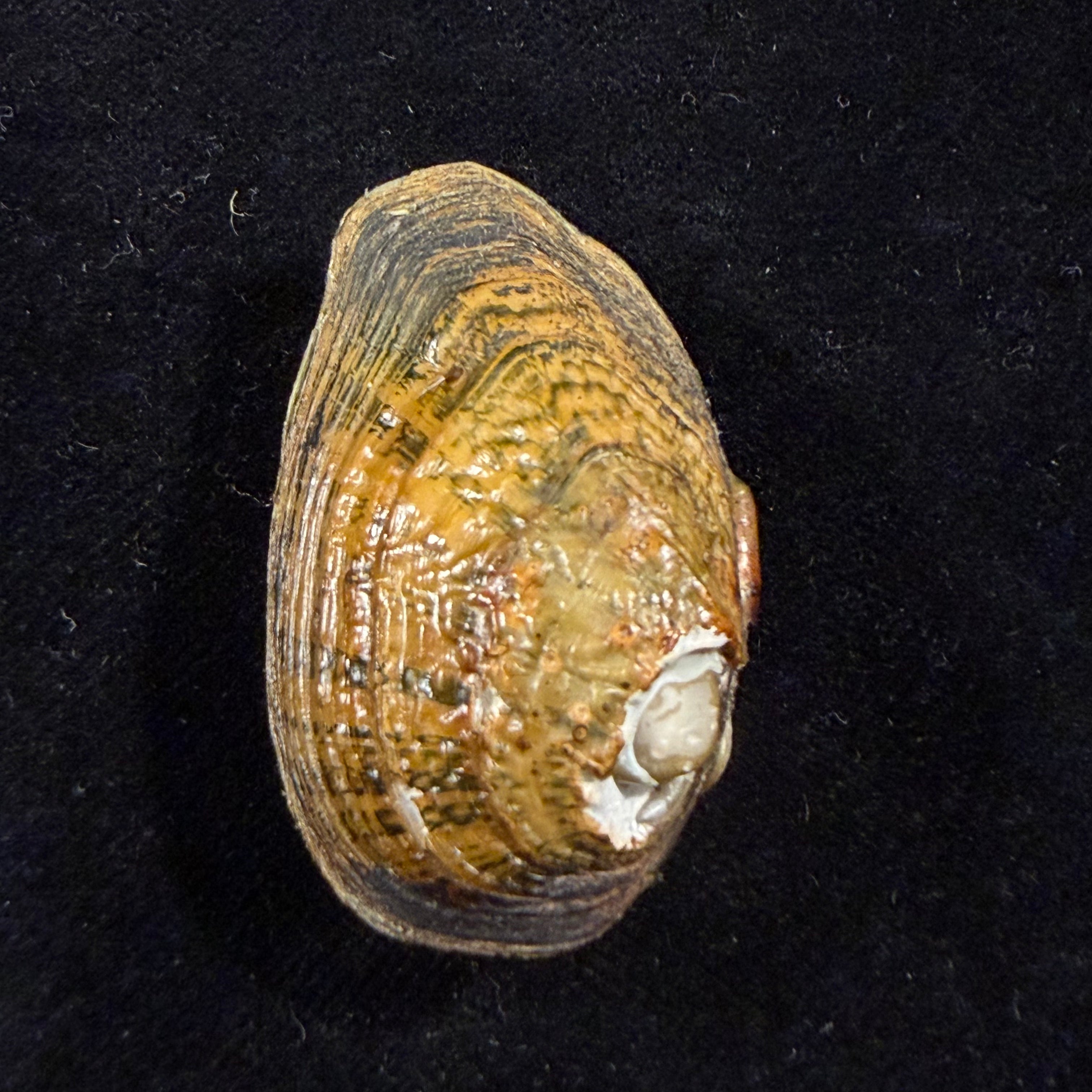 Diaurora aurorea (Heude, 1883) - 43,5mm