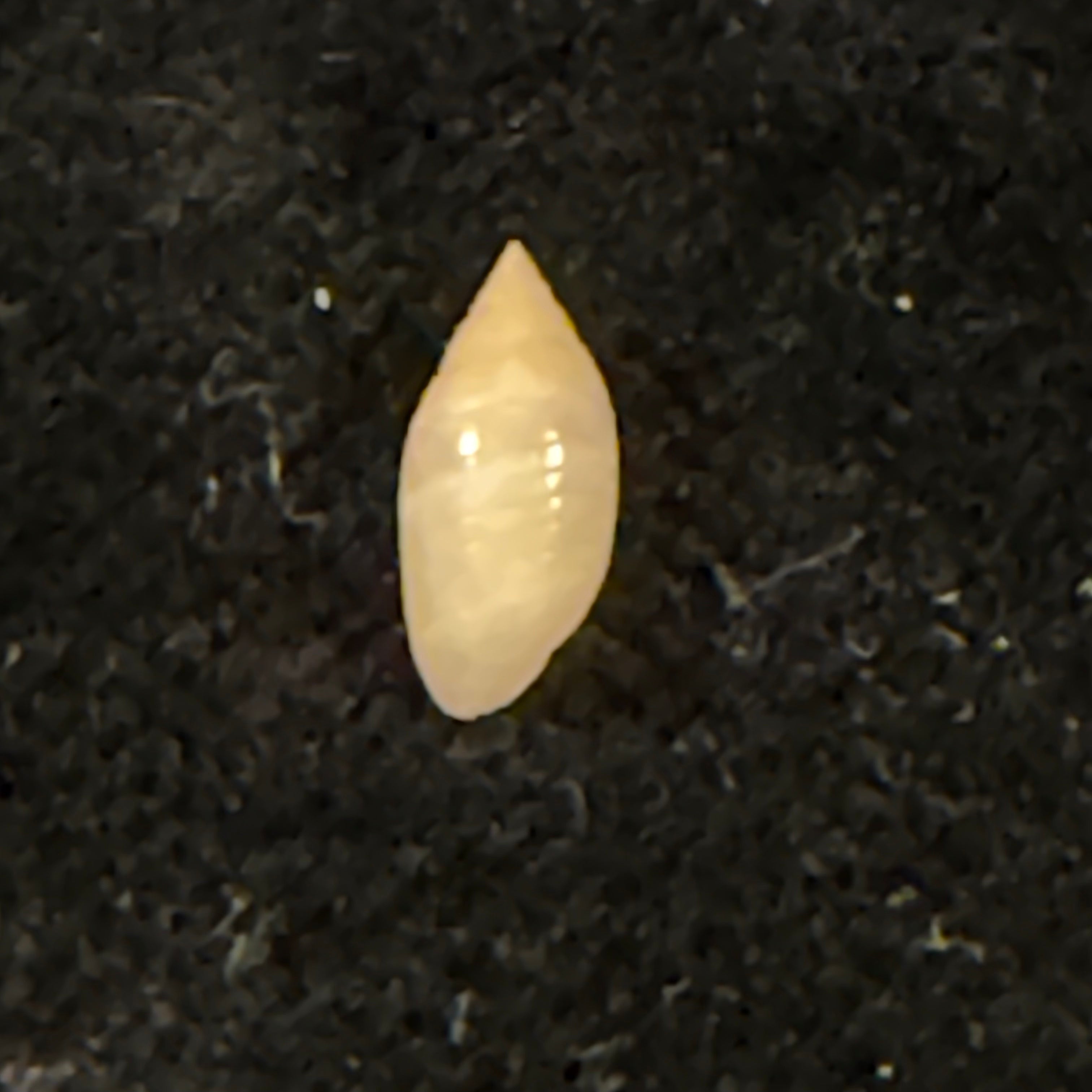 Pupa tessellata (Reeve, 1842) - 8,4mm