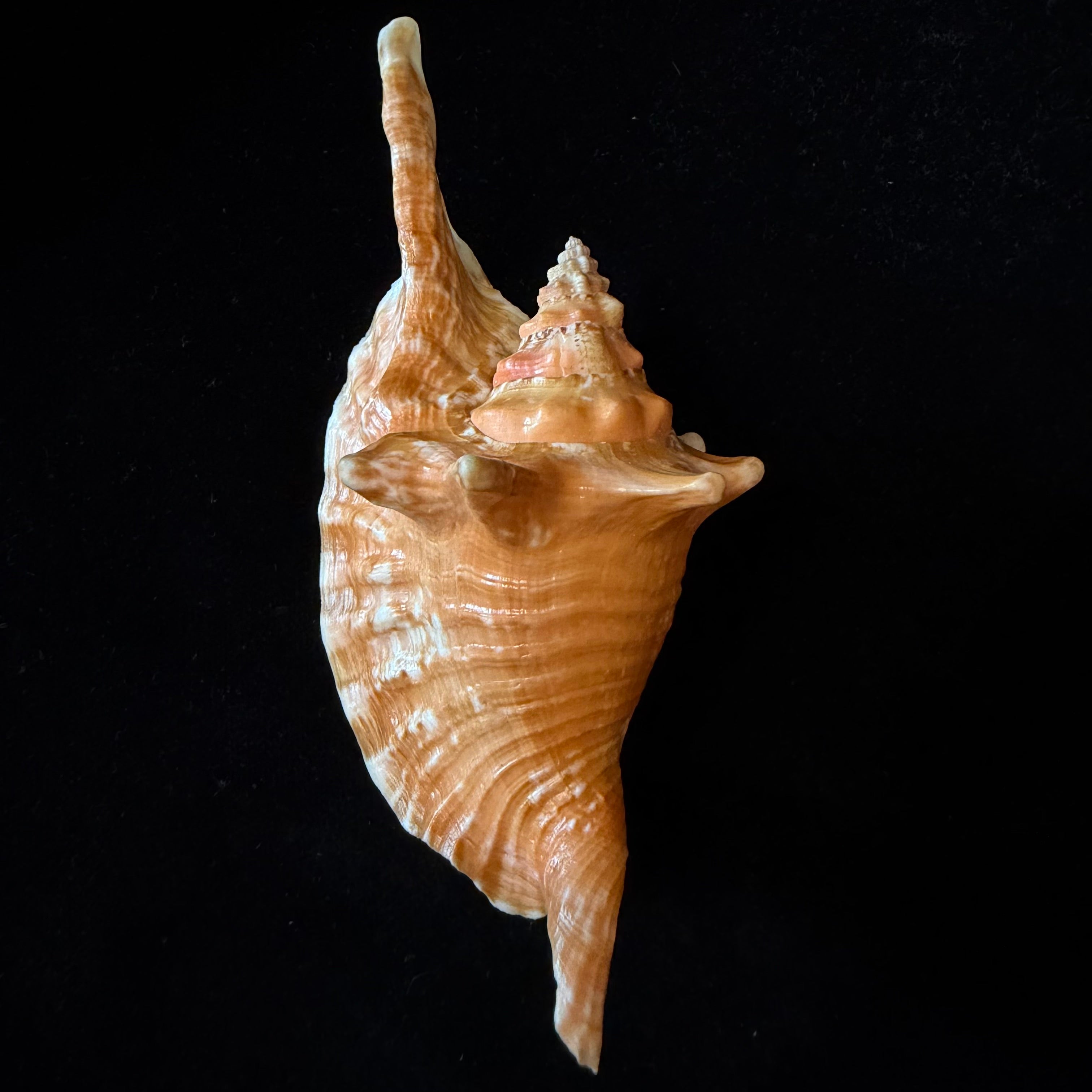 Aliger gallus (Linnaeus, 1758) -136,1mm