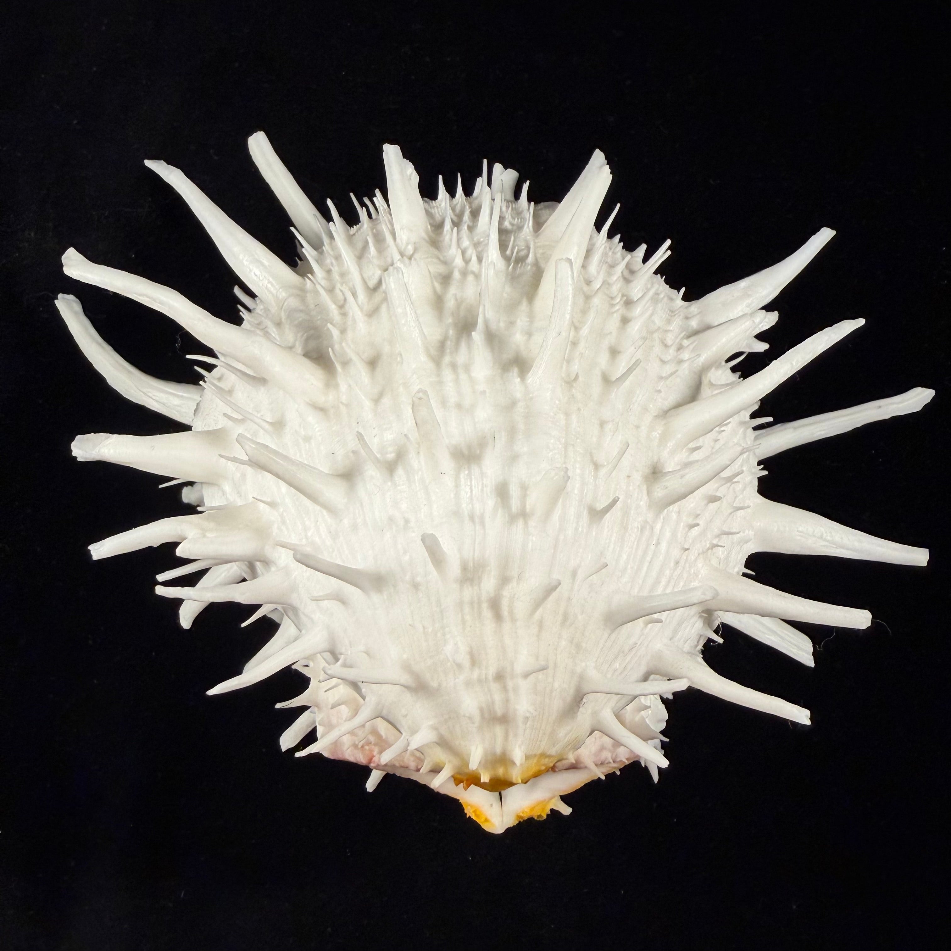 Spondylus americanus Hermann, 1781 - 146,1mm