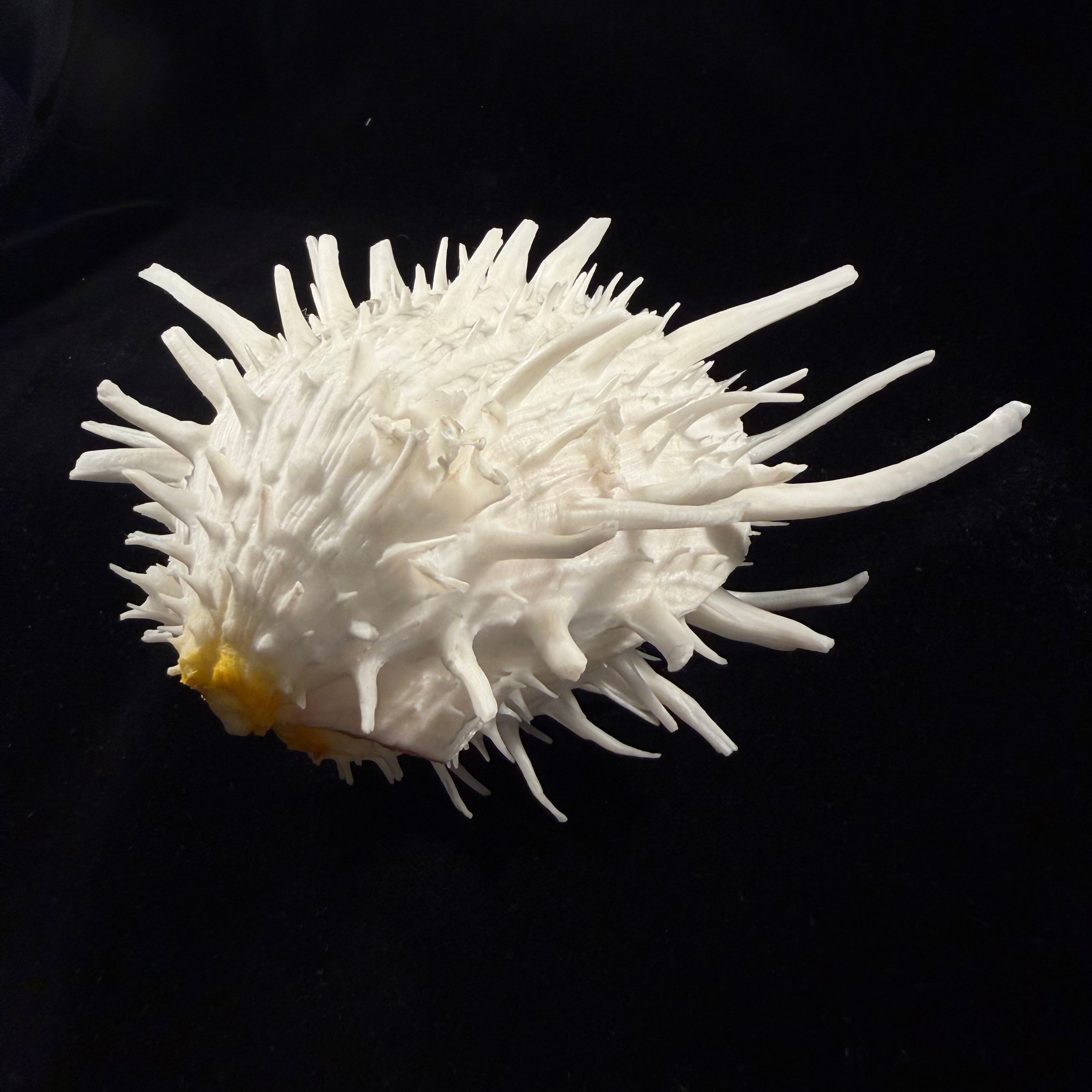 Spondylus americanus Hermann, 1781 - 146,1mm
