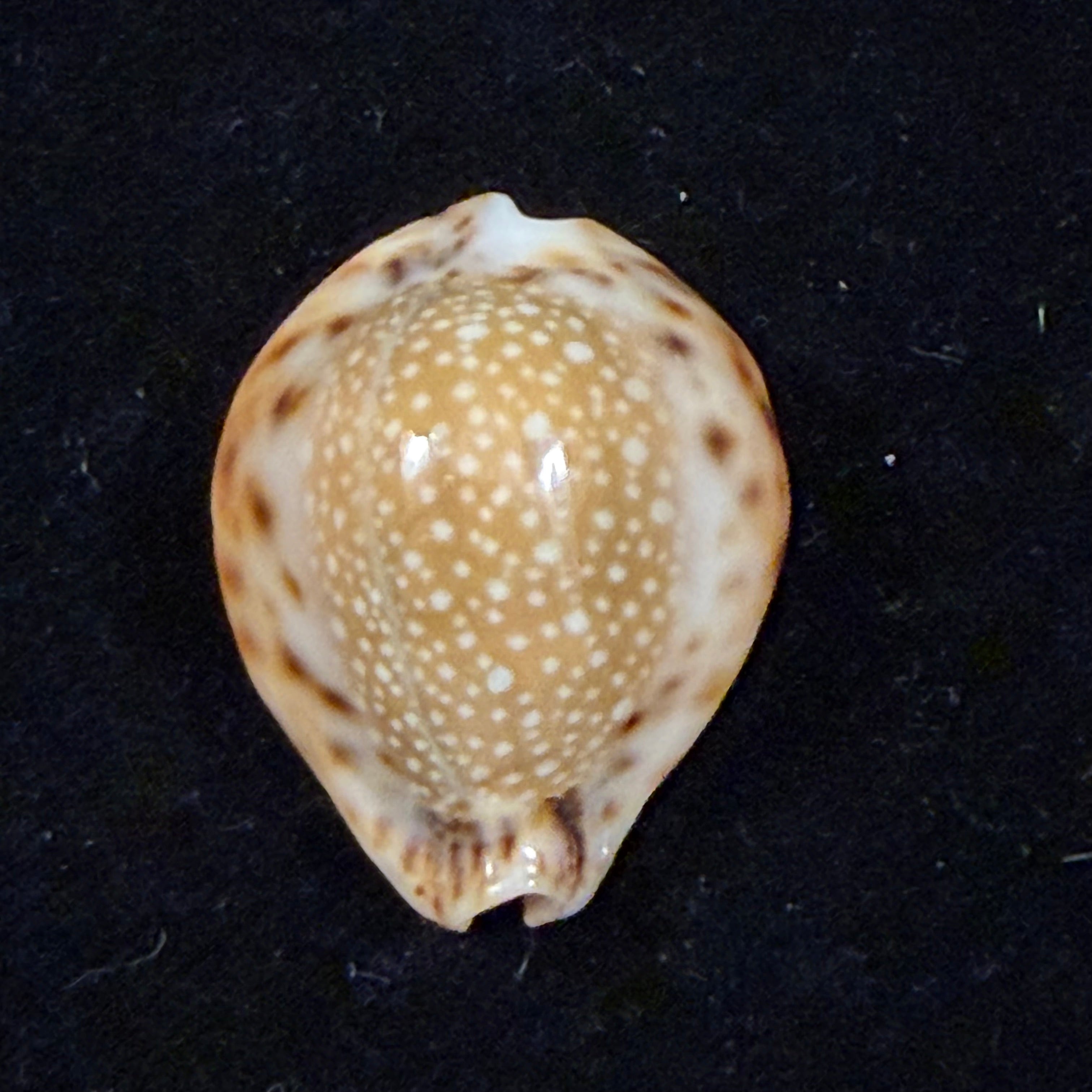 Erosaria lamarckii redimita (Melvill, 1888) - 29,5mm
