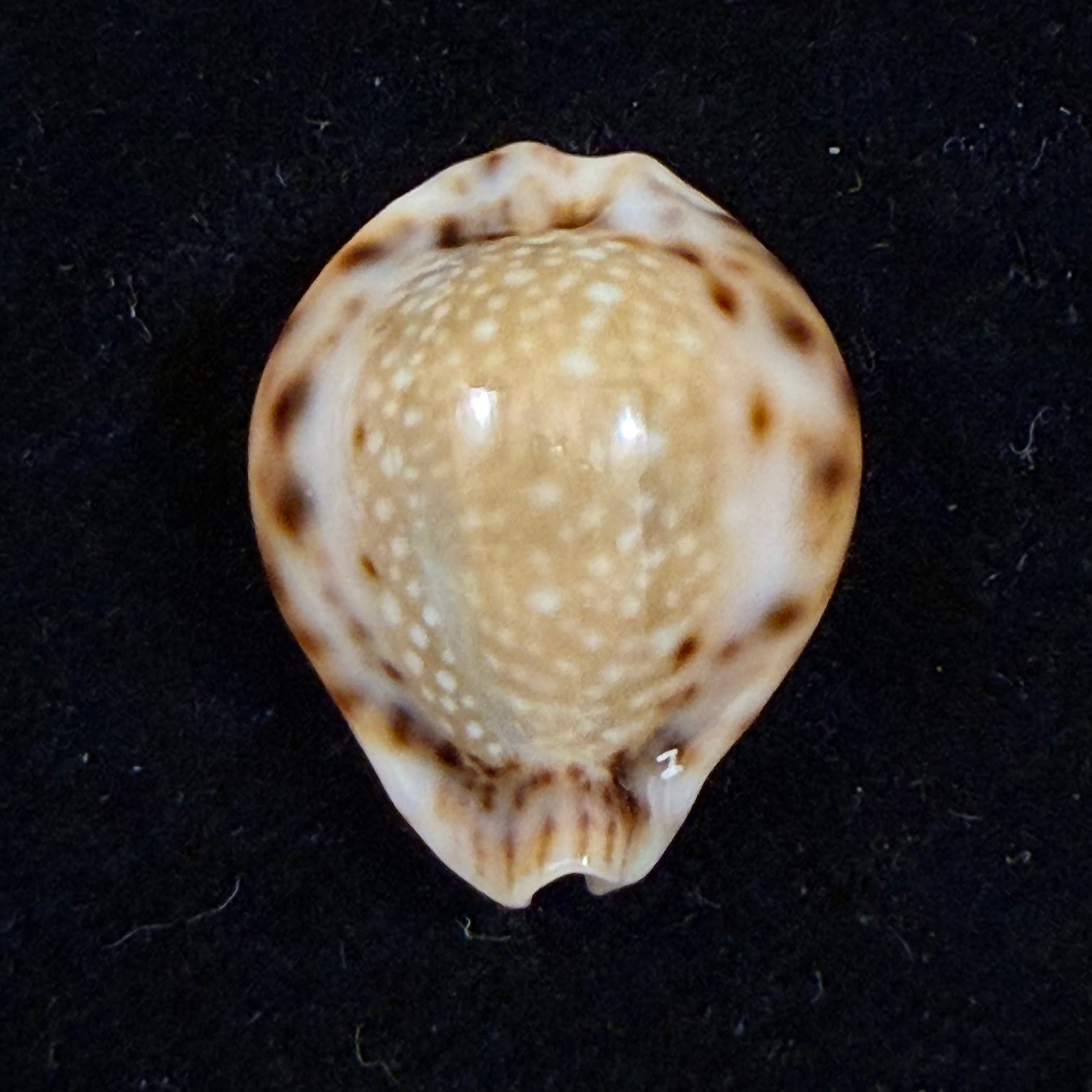 Erosaria lamarckii redimita (Melvill, 1888) - 24,7mm