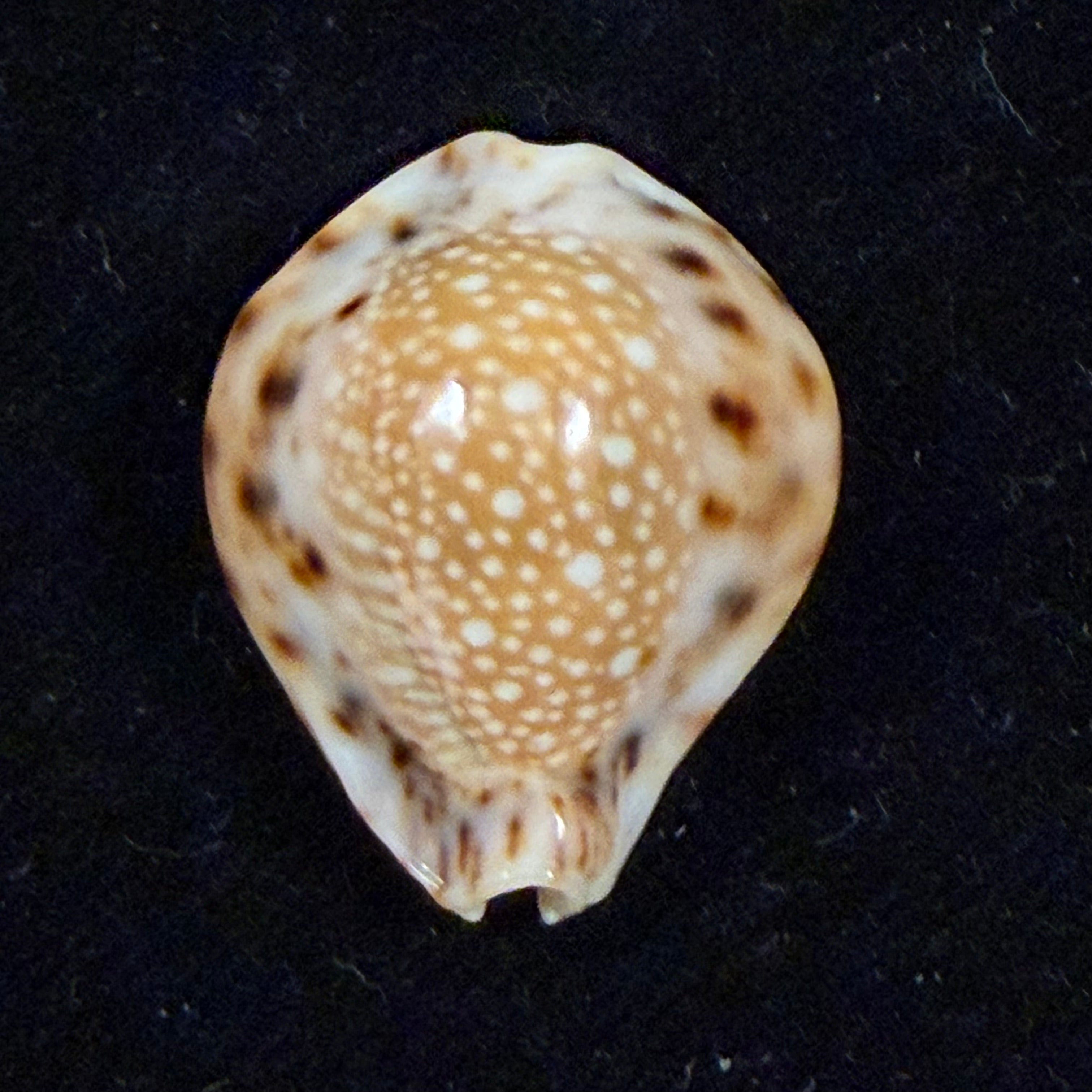 Erosaria lamarckii redimita (Melvill, 1888) - 25,9mm
