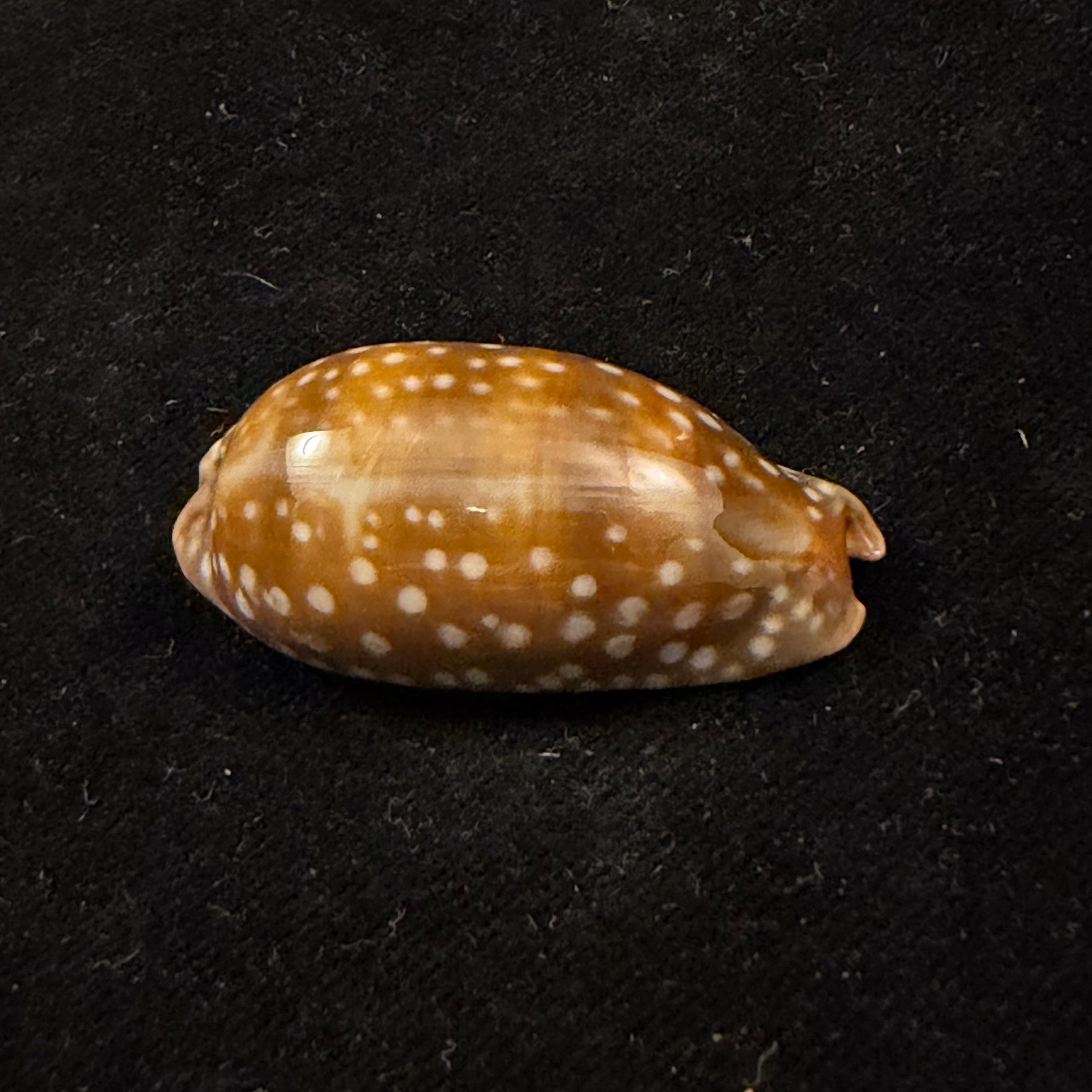 Macrocypraea cervinetta (Kiener, 1844) - 41,4mm