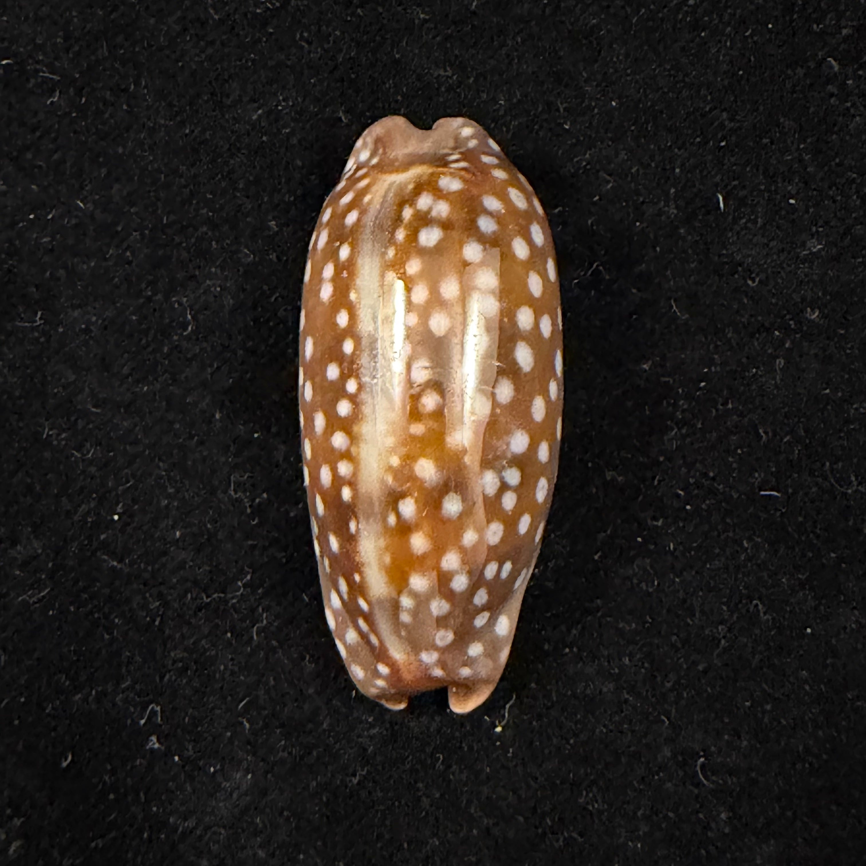 Macrocypraea cervinetta (Kiener, 1844) - 42mm