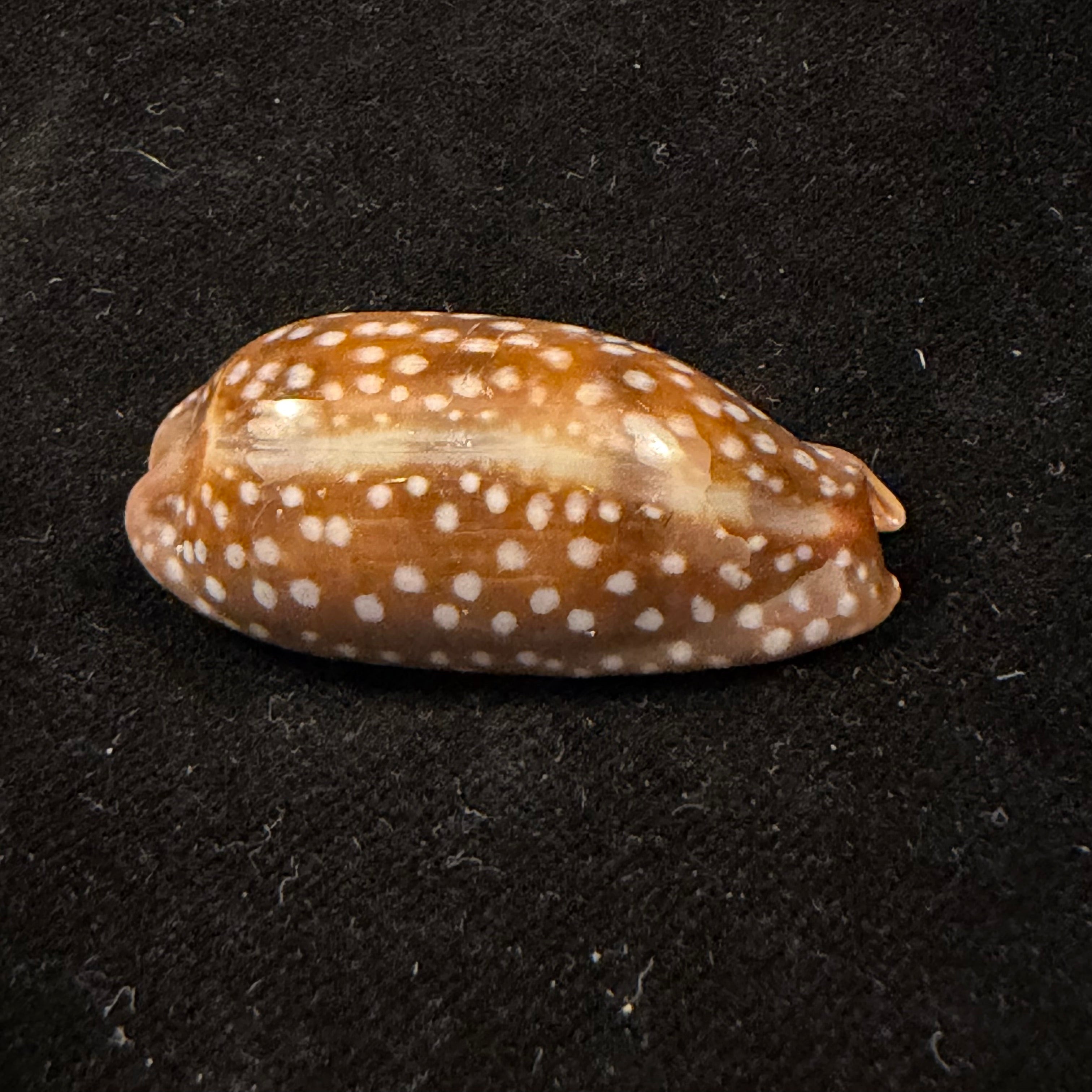 Macrocypraea cervinetta (Kiener, 1844) - 42mm