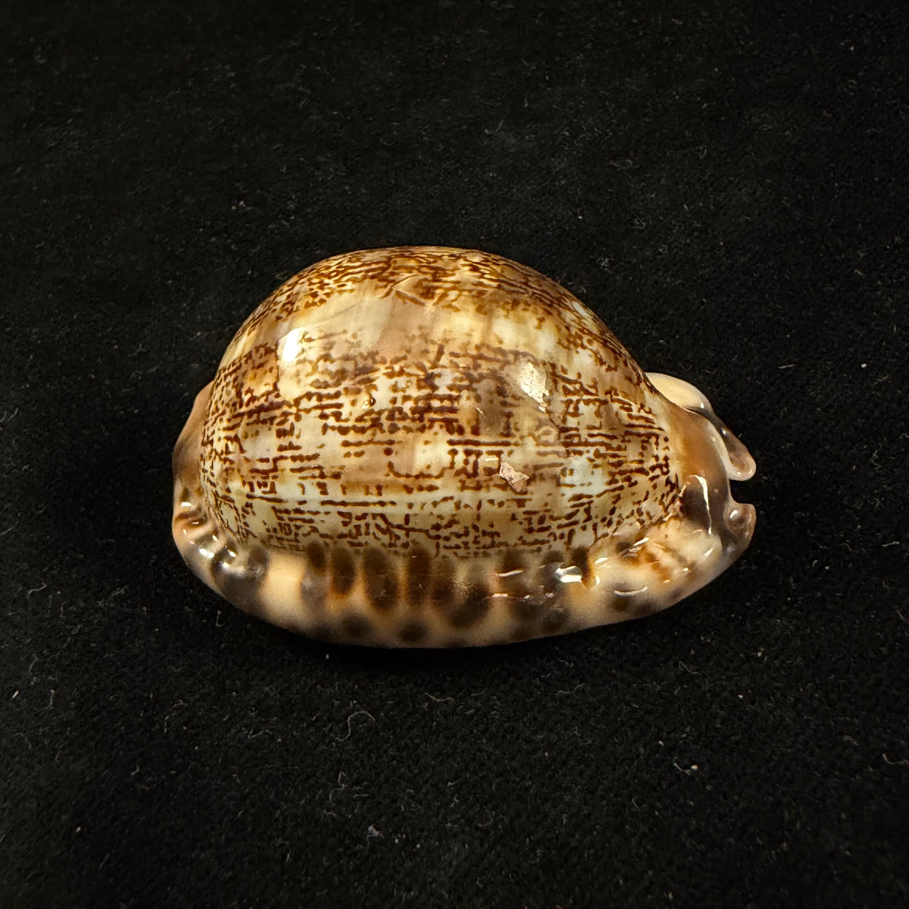Mauritia gibba vandammei Erdmann, 2021 - 51,5mm