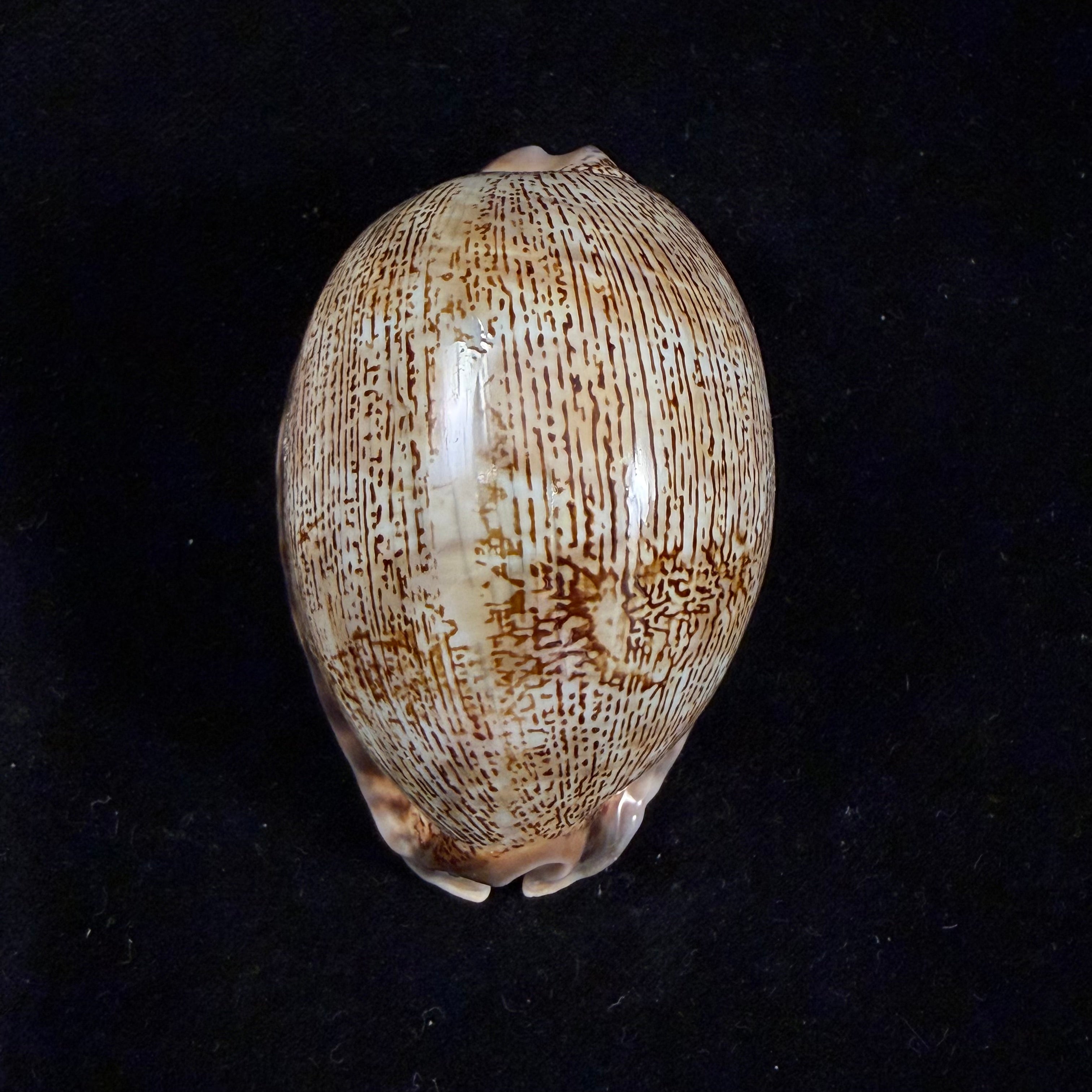 Mauritia arabica asiatica Schilder & Schilder, 1939 - 66,4mm