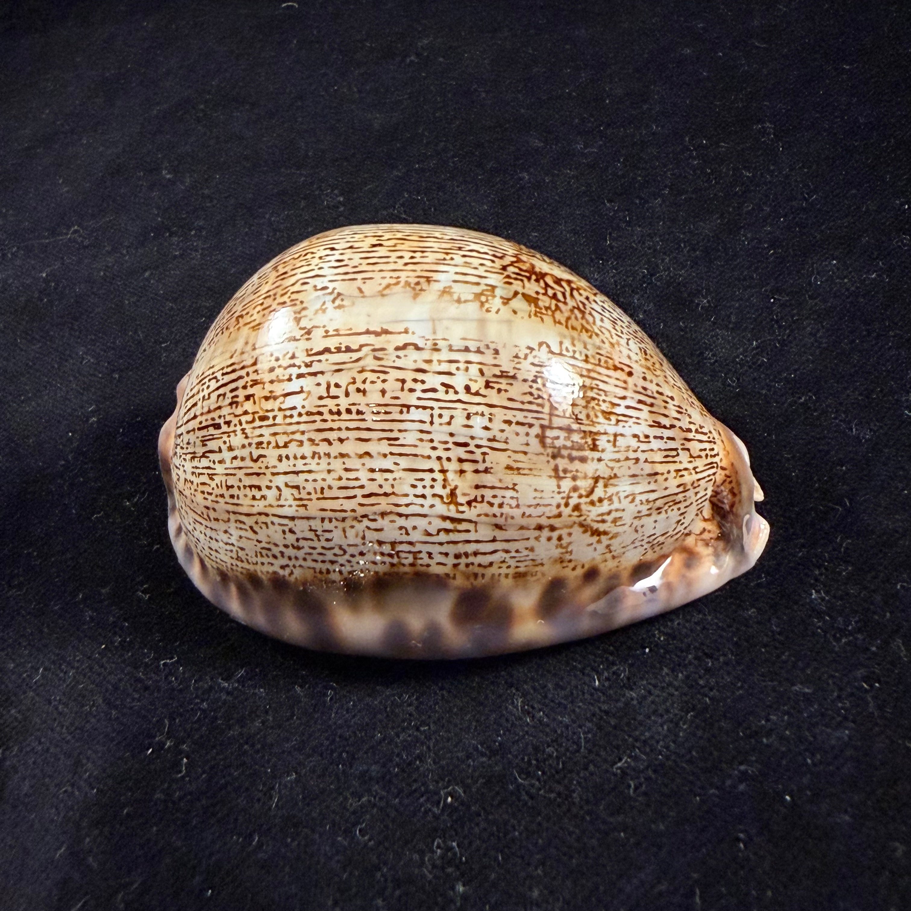Mauritia arabica asiatica Schilder & Schilder, 1939 - 66,4mm