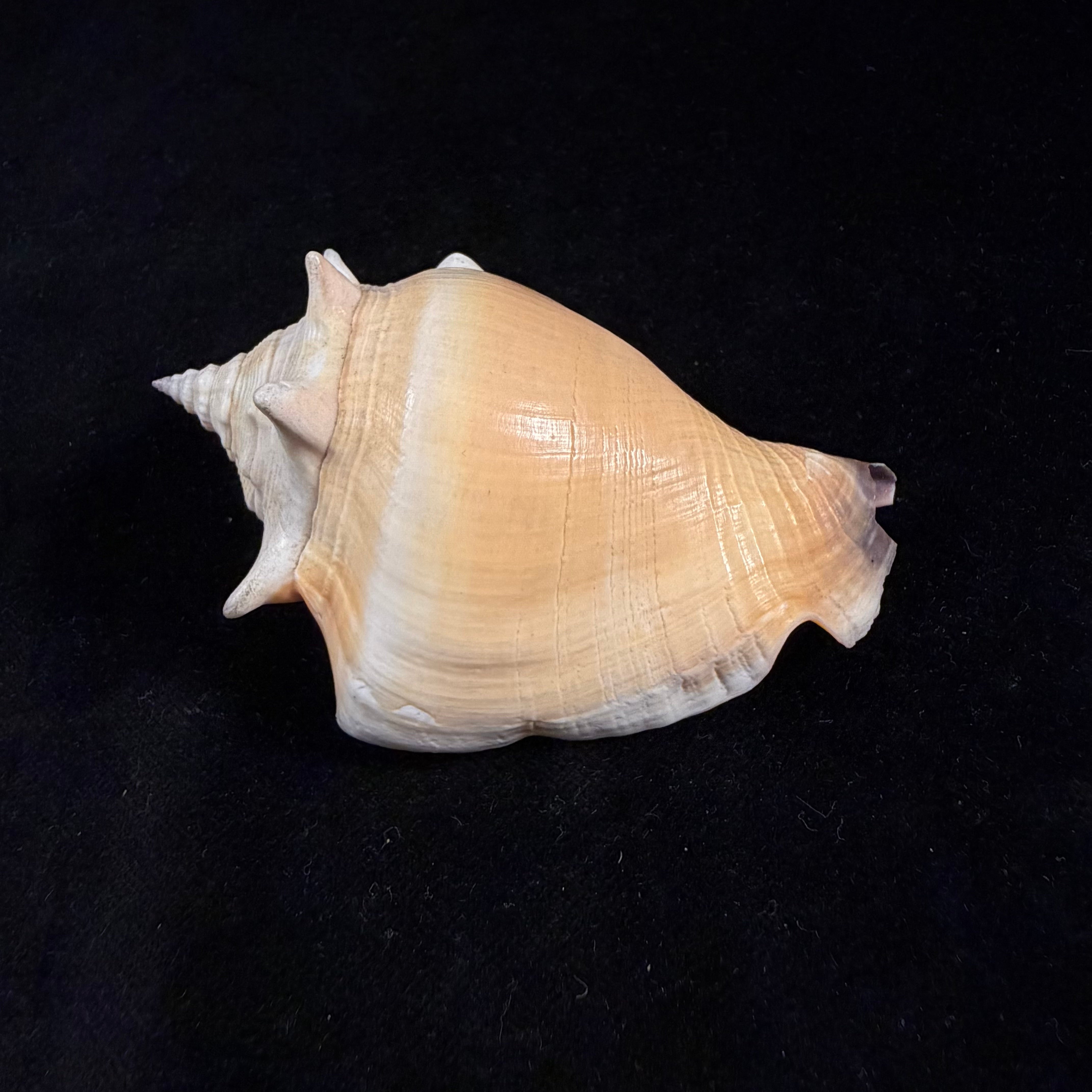 Strombus pugilis worki Petuch, 1993 - 81,2mm