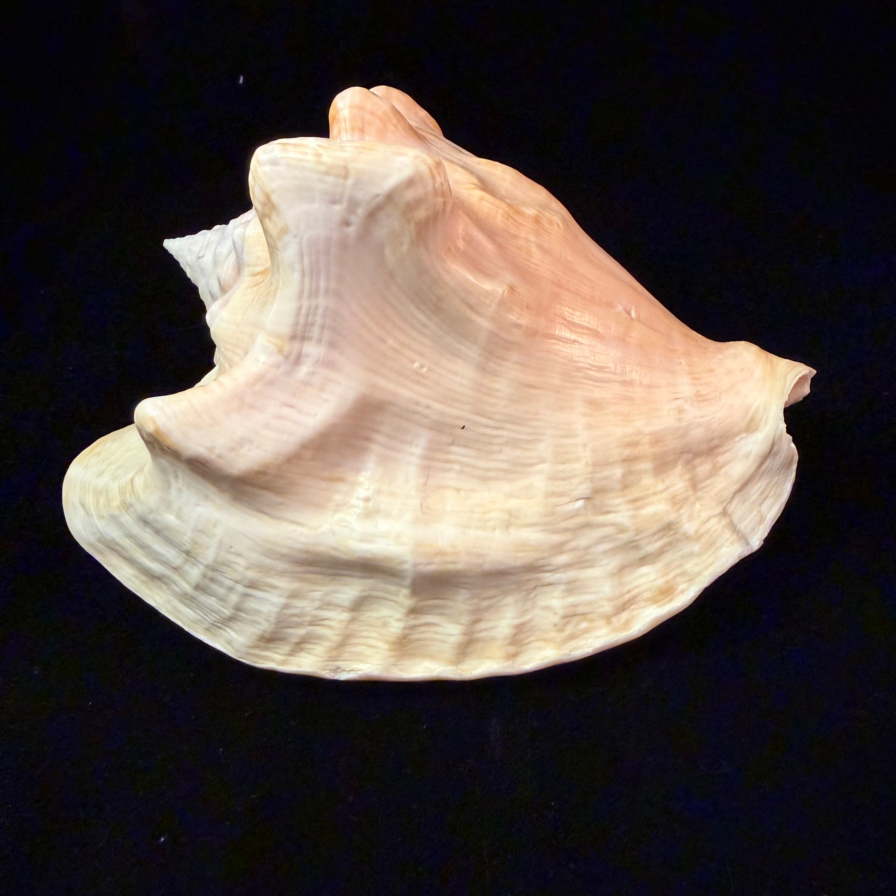 Macrostrombus costatus (Gmelin, 1791)- 151,5mm