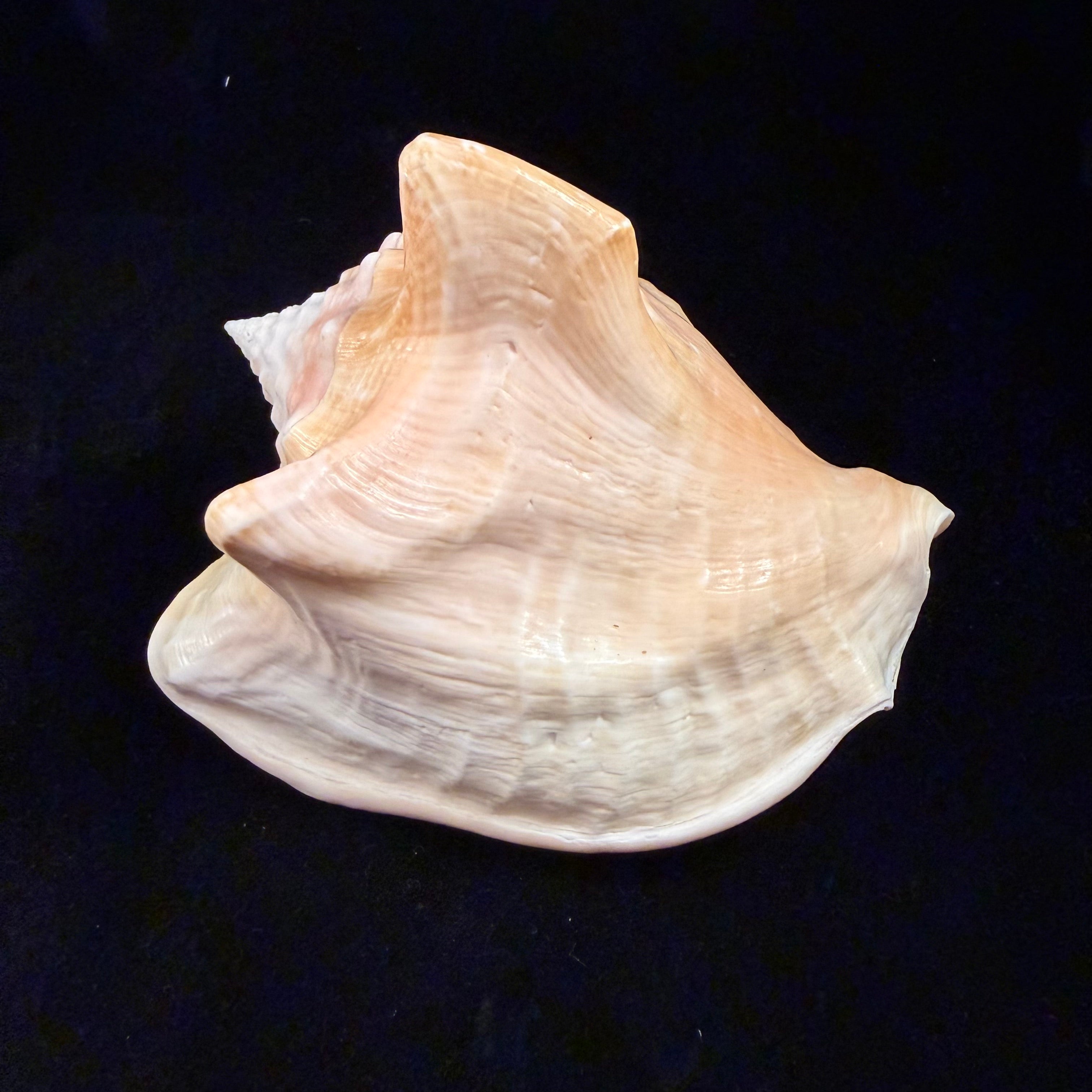 Macrostrombus costatus (Gmelin, 1791)- 136,3mm