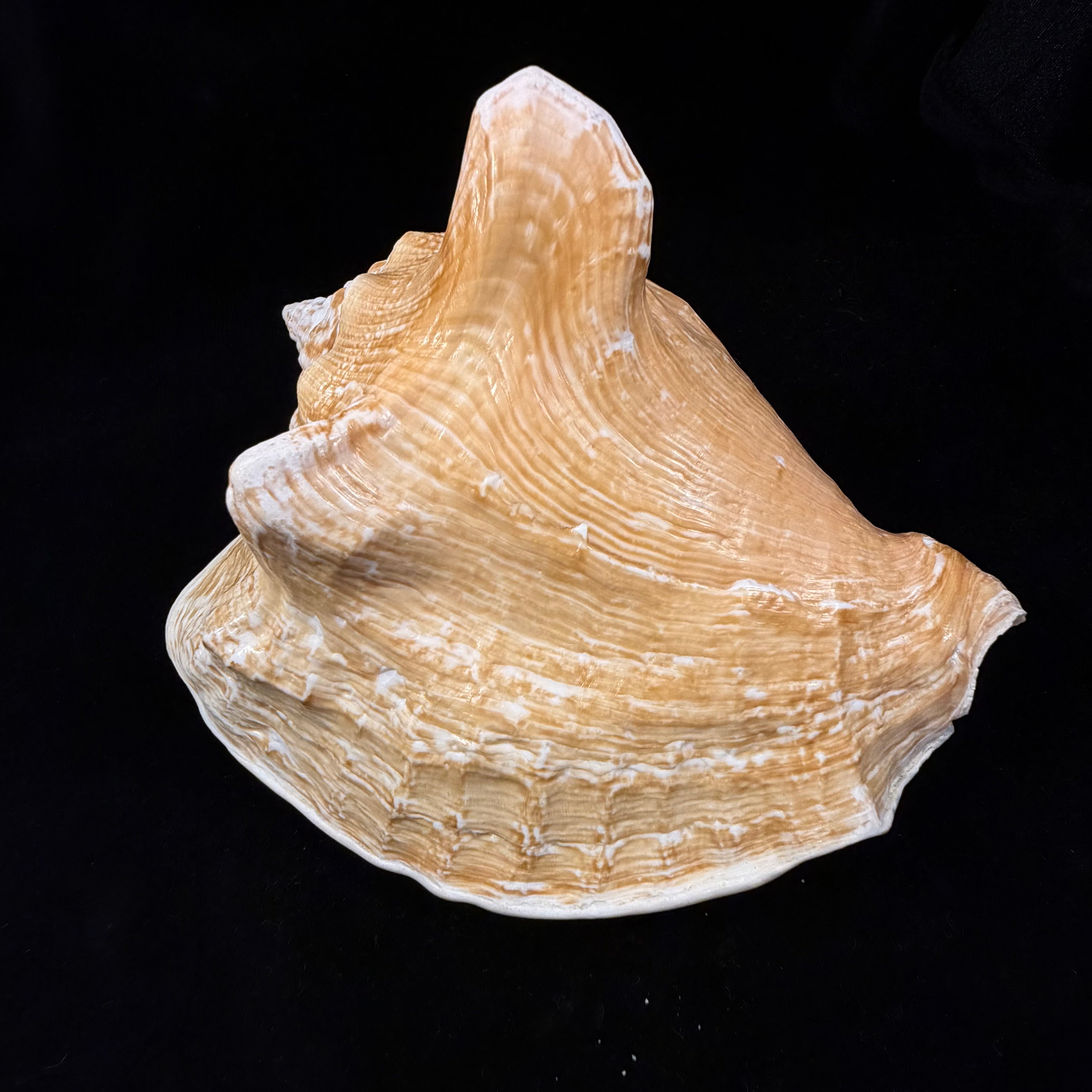 Macrostrombus costatus (Gmelin, 1791)- 152,7mm