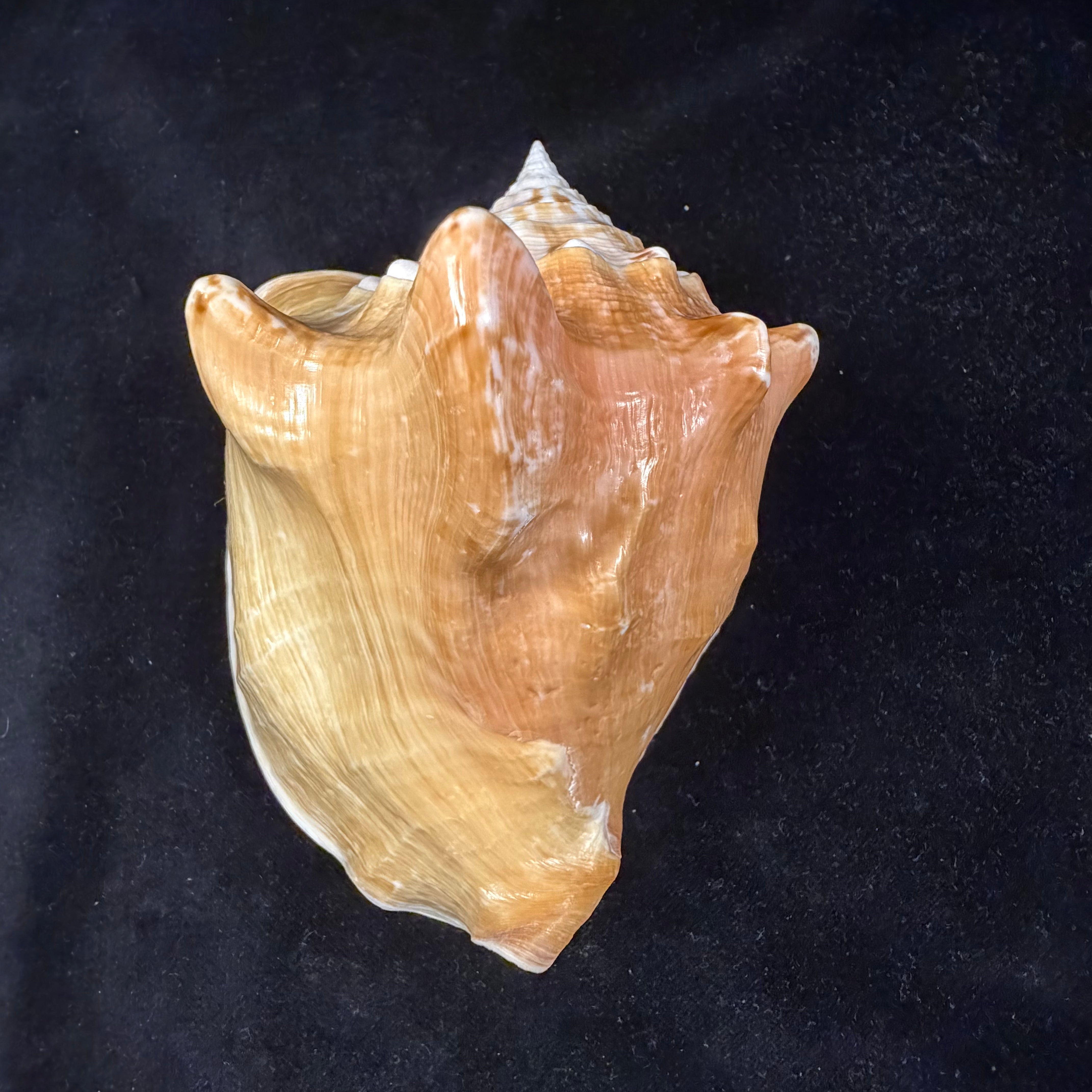 Macrostrombus costatus (Gmelin, 1791)- 130,9mm