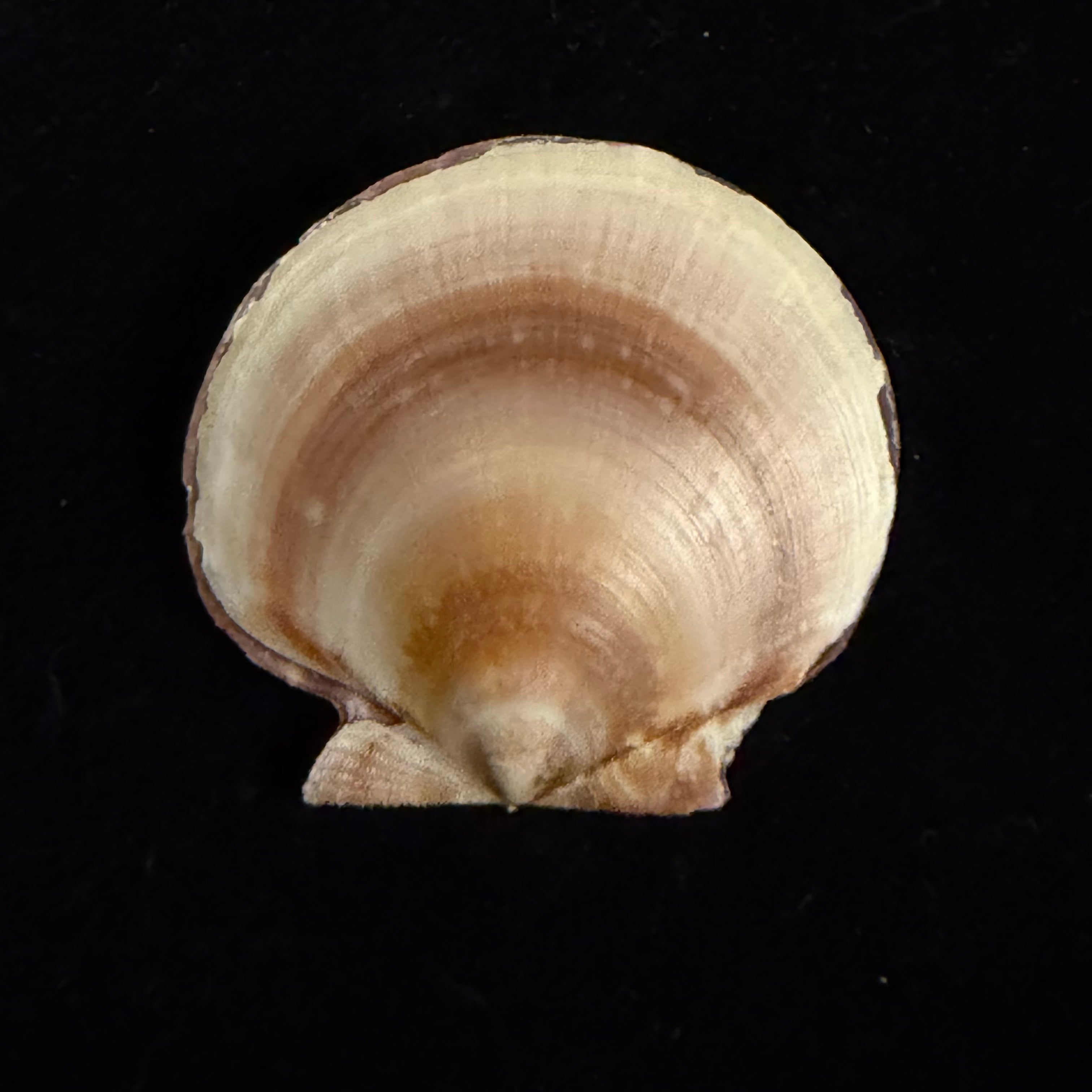 Lissochlamys exotica (Holten, 1802) - 35,2mm