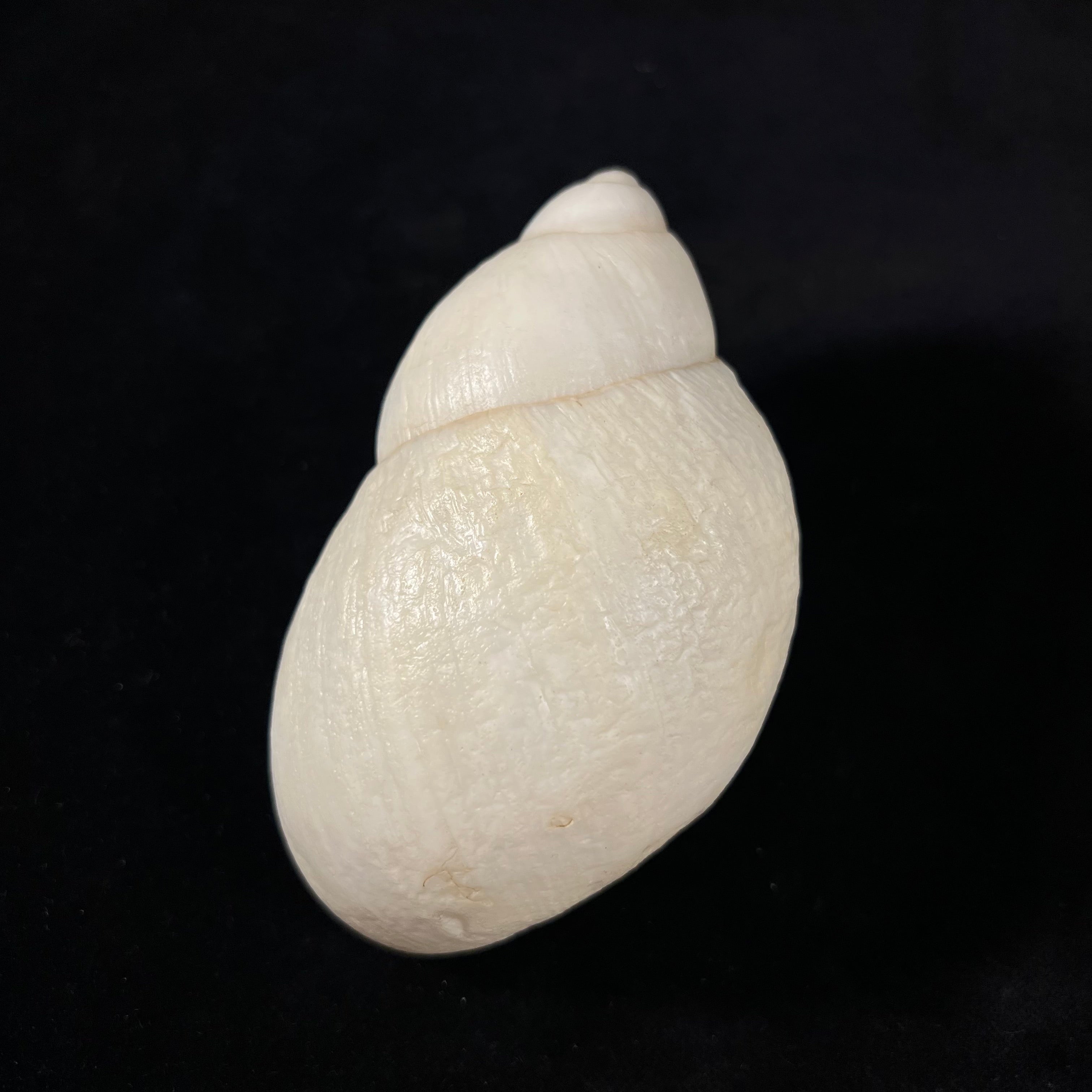 Megalobulimus albus (Bland & WG Binney, 1872) - 105,1毫米