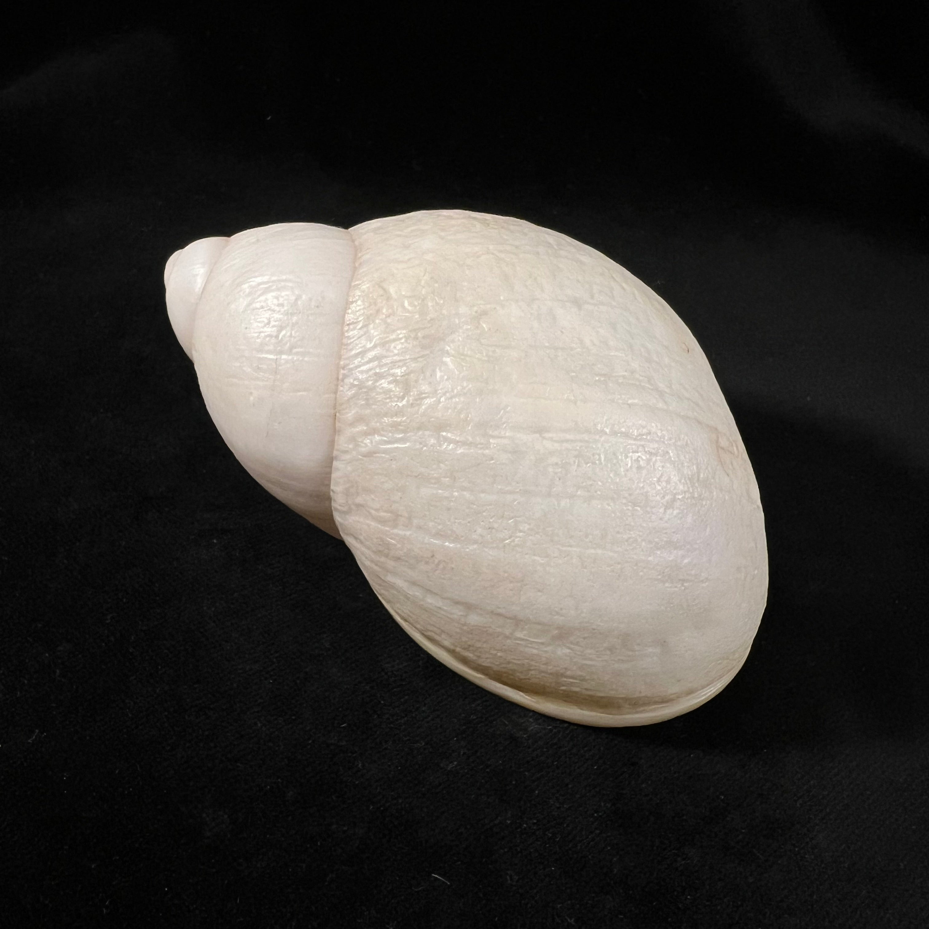Megalobulimus albus (Bland & WG Binney, 1872) - 105,1毫米