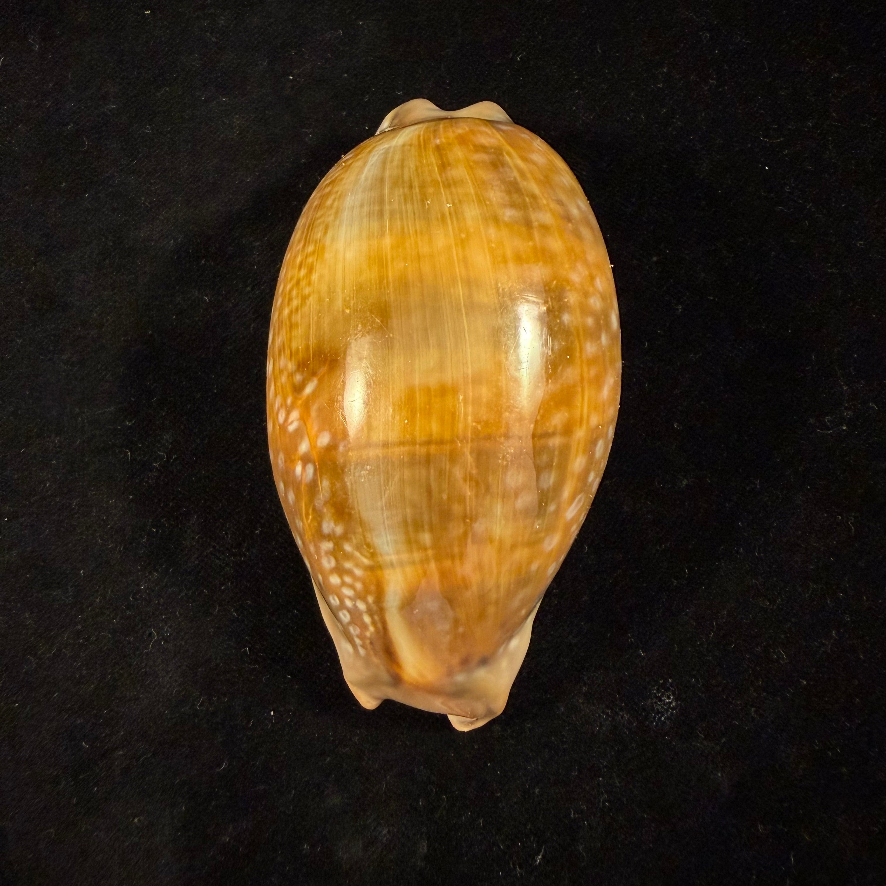 Macrocypraea cervinetta (Kiener, 1844) - 90,7mm