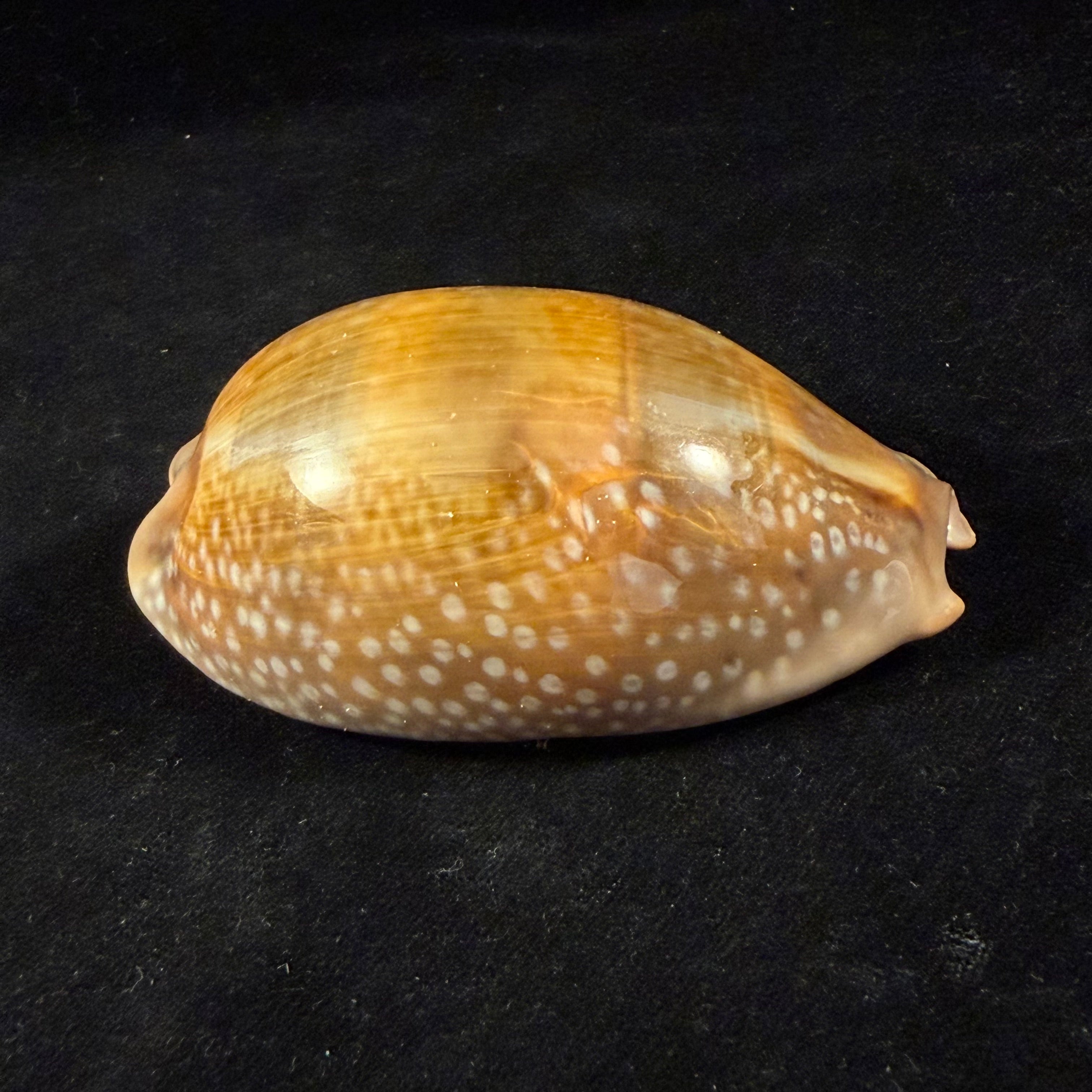 Macrocypraea cervinetta (Kiener, 1844) - 90,7mm