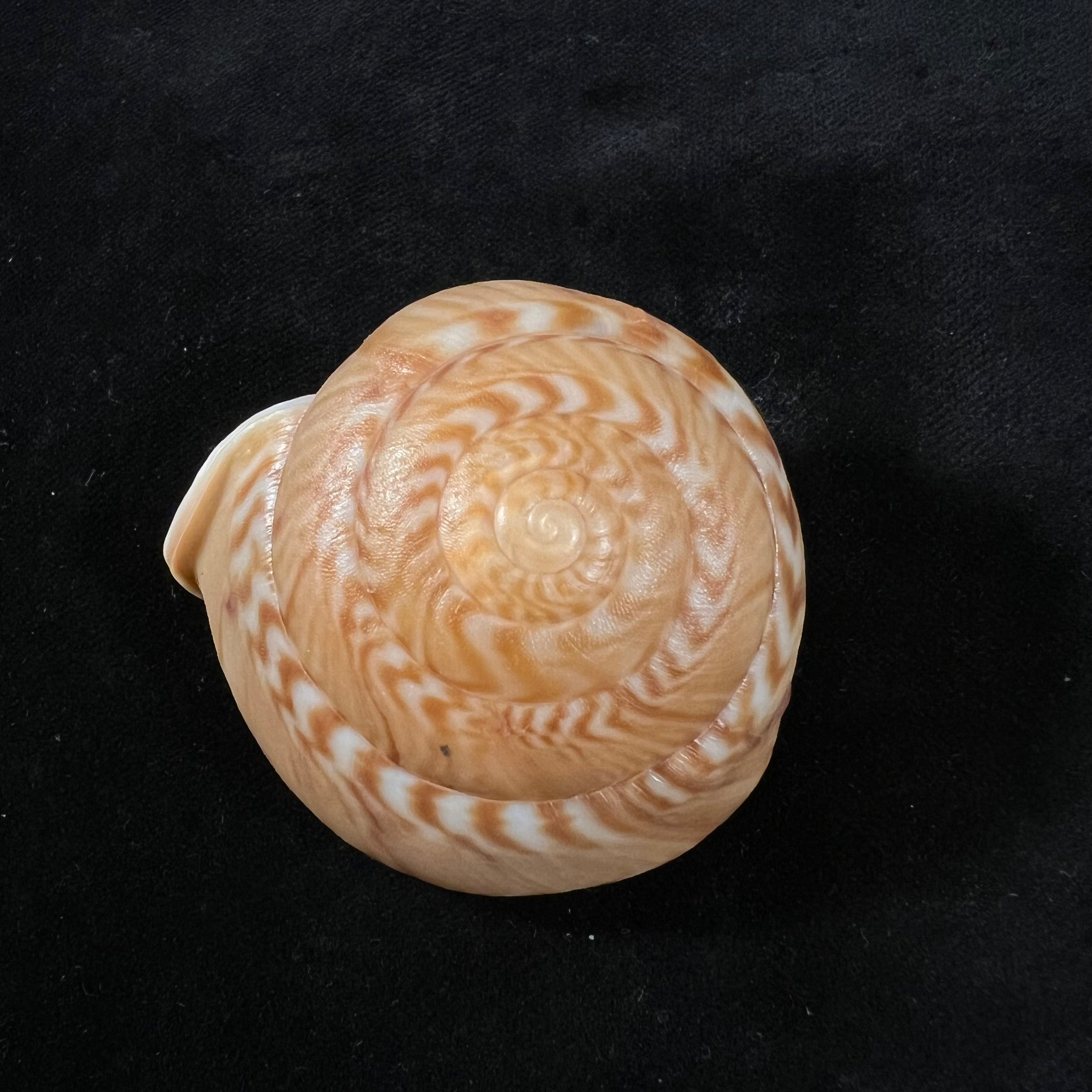 Solaropsis pellisserpentis (Gmelin, 1791) - 53,7毫米