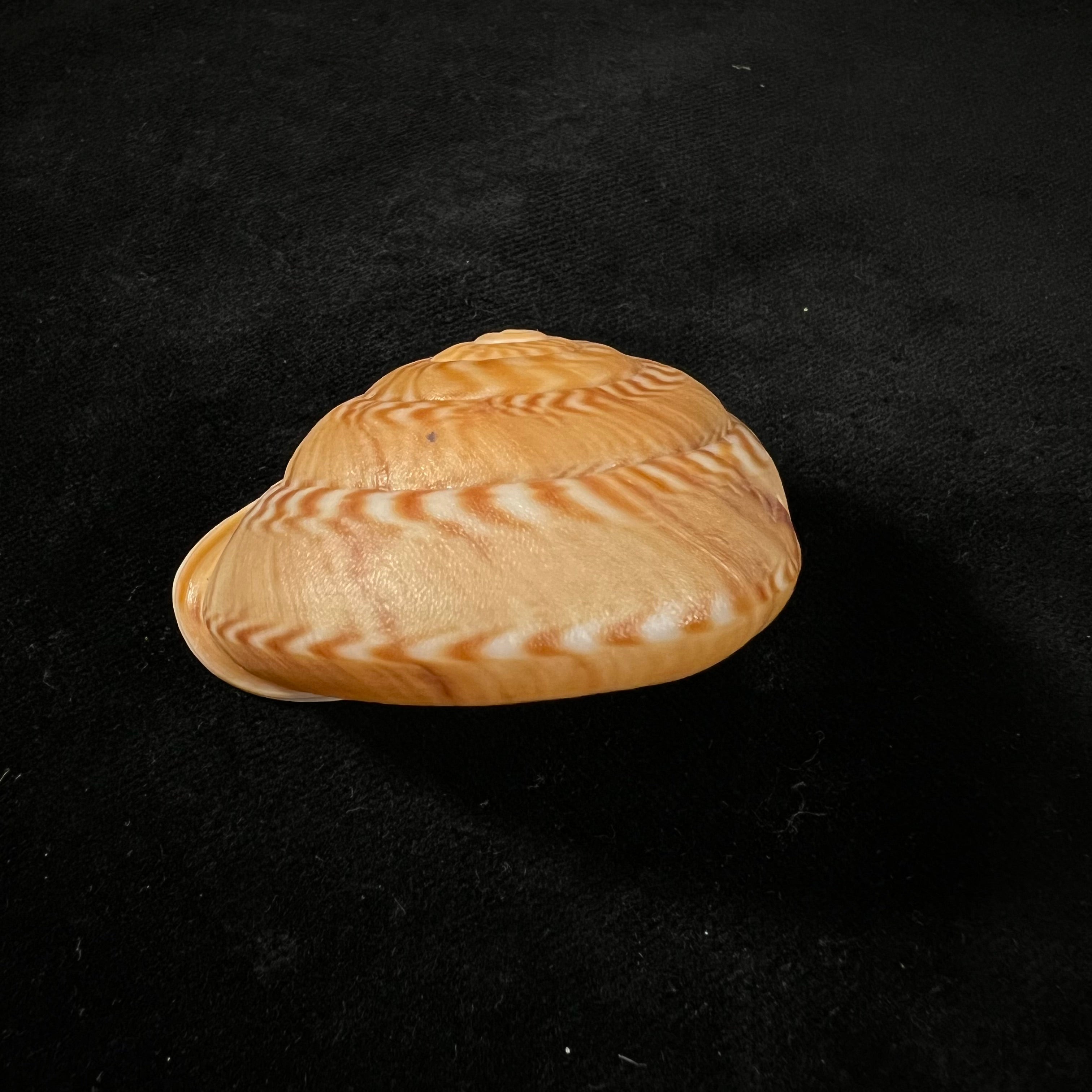 Solaropsis pellisserpentis (Gmelin, 1791) - 53,7毫米