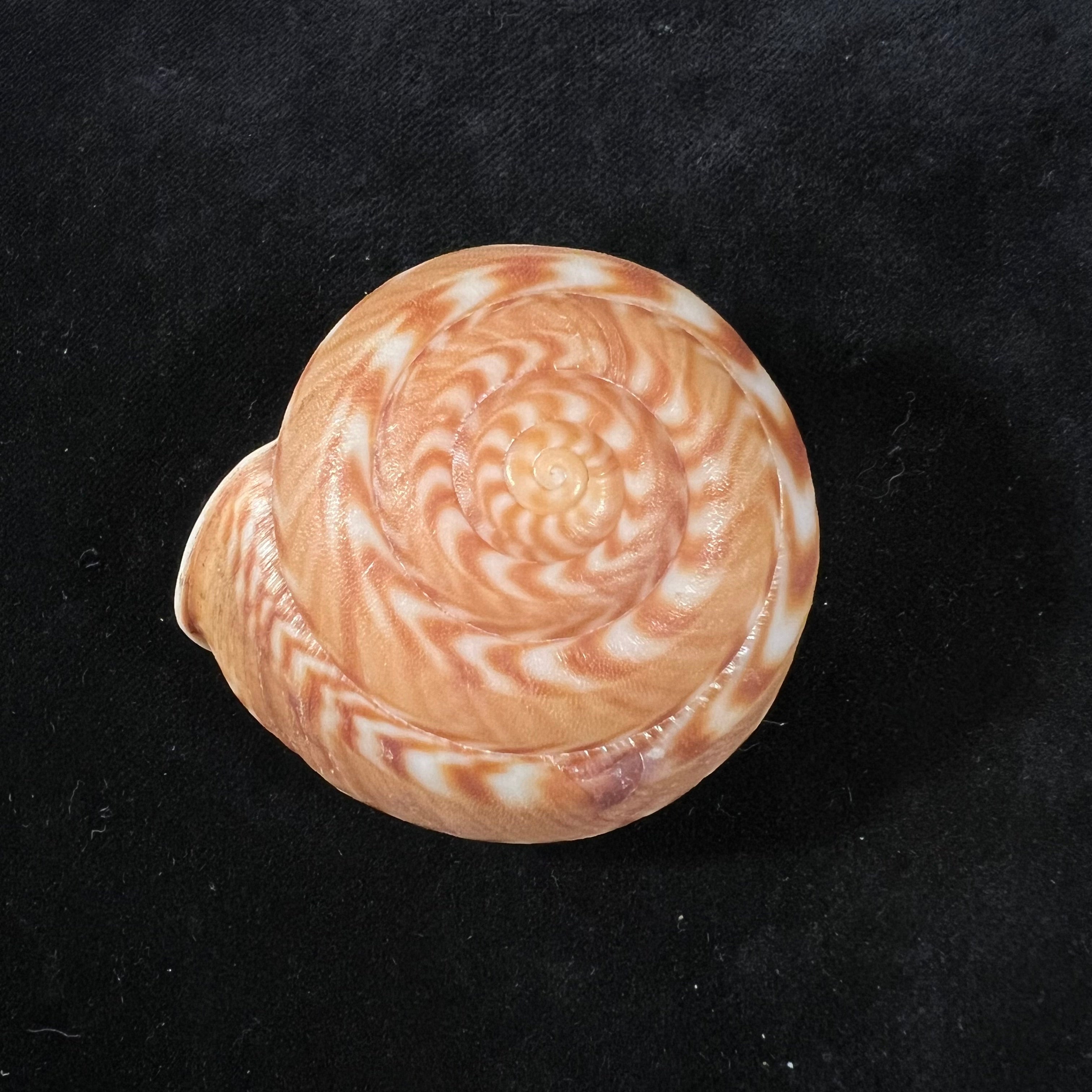Solaropsis pellisserpentis (Gmelin, 1791) - 55,1mm