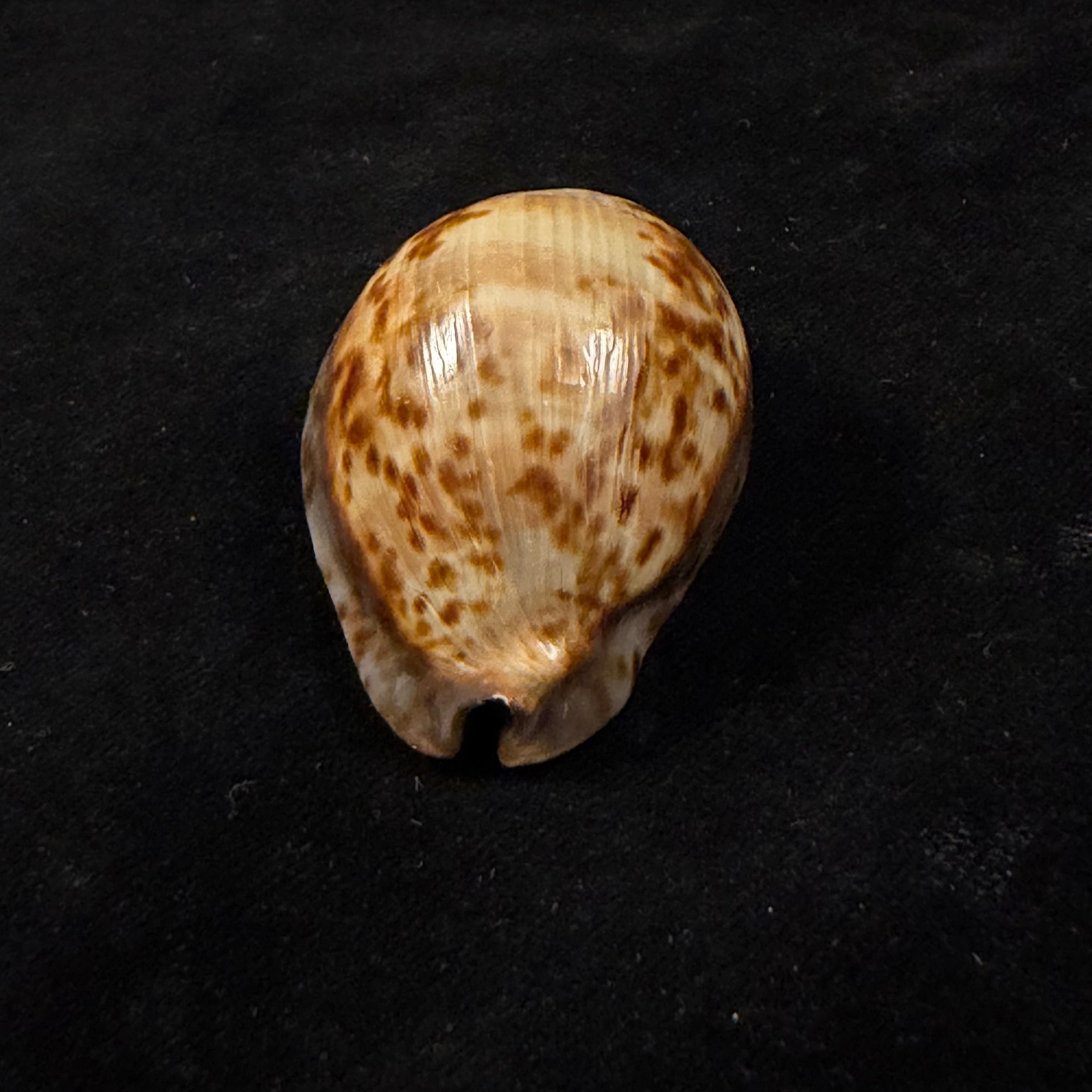 Trona stercoraria stercoraria Linnaeus, 1758 - 52,3mm