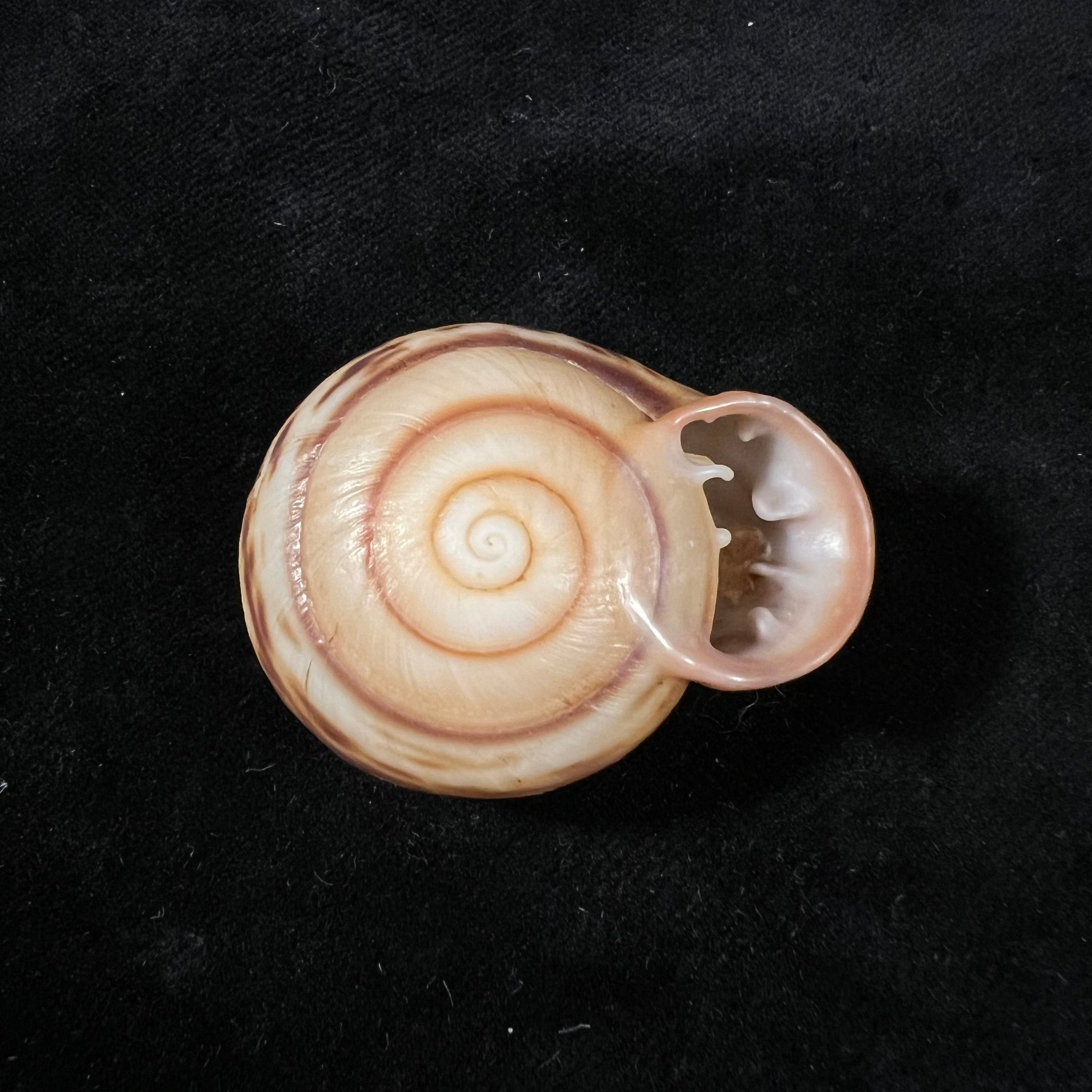 Anostoma octodentatus verreauxianum Hupe, 1857 - 43,7mm