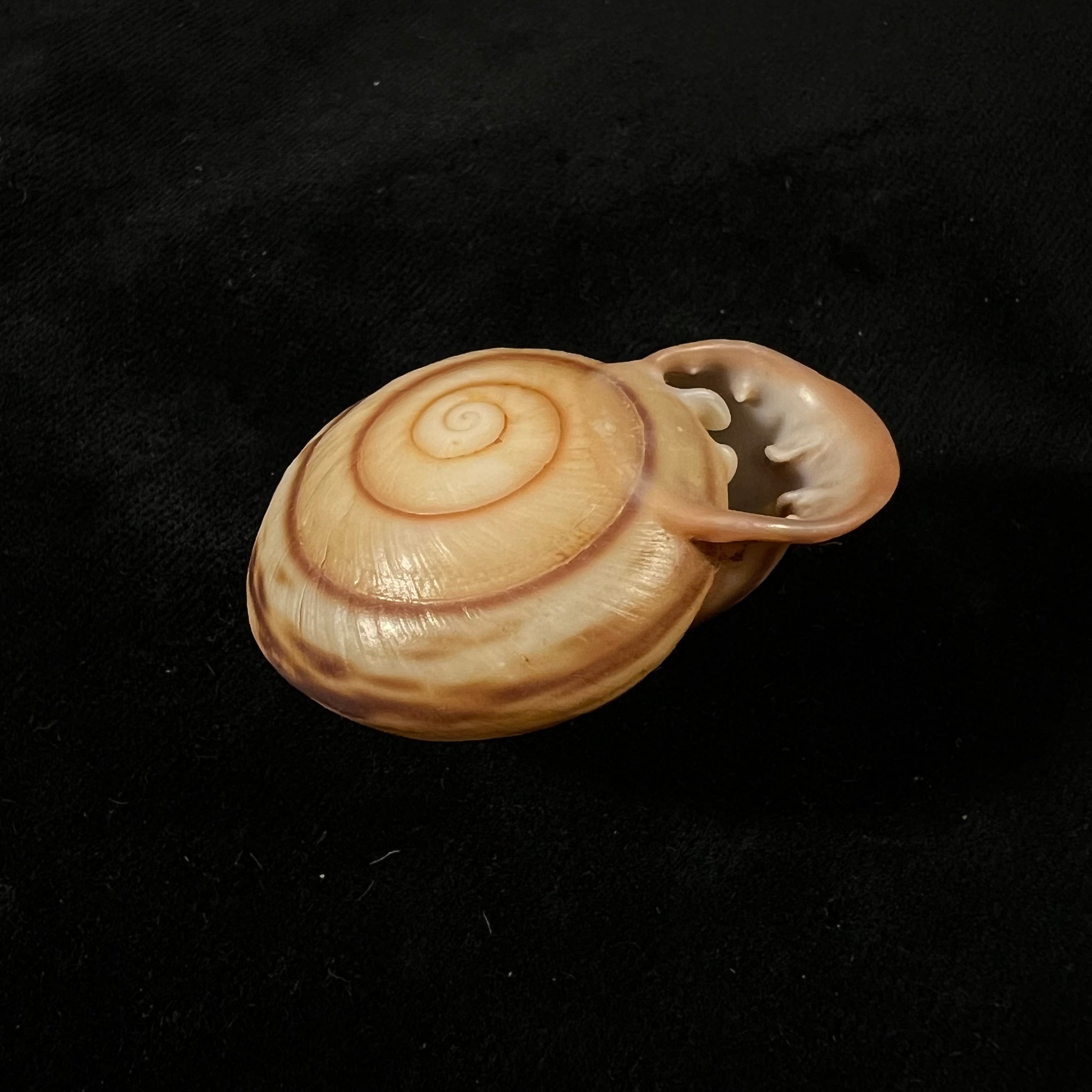 Anostoma octodentatus verreauxianum Hupe, 1857 - 43,7mm