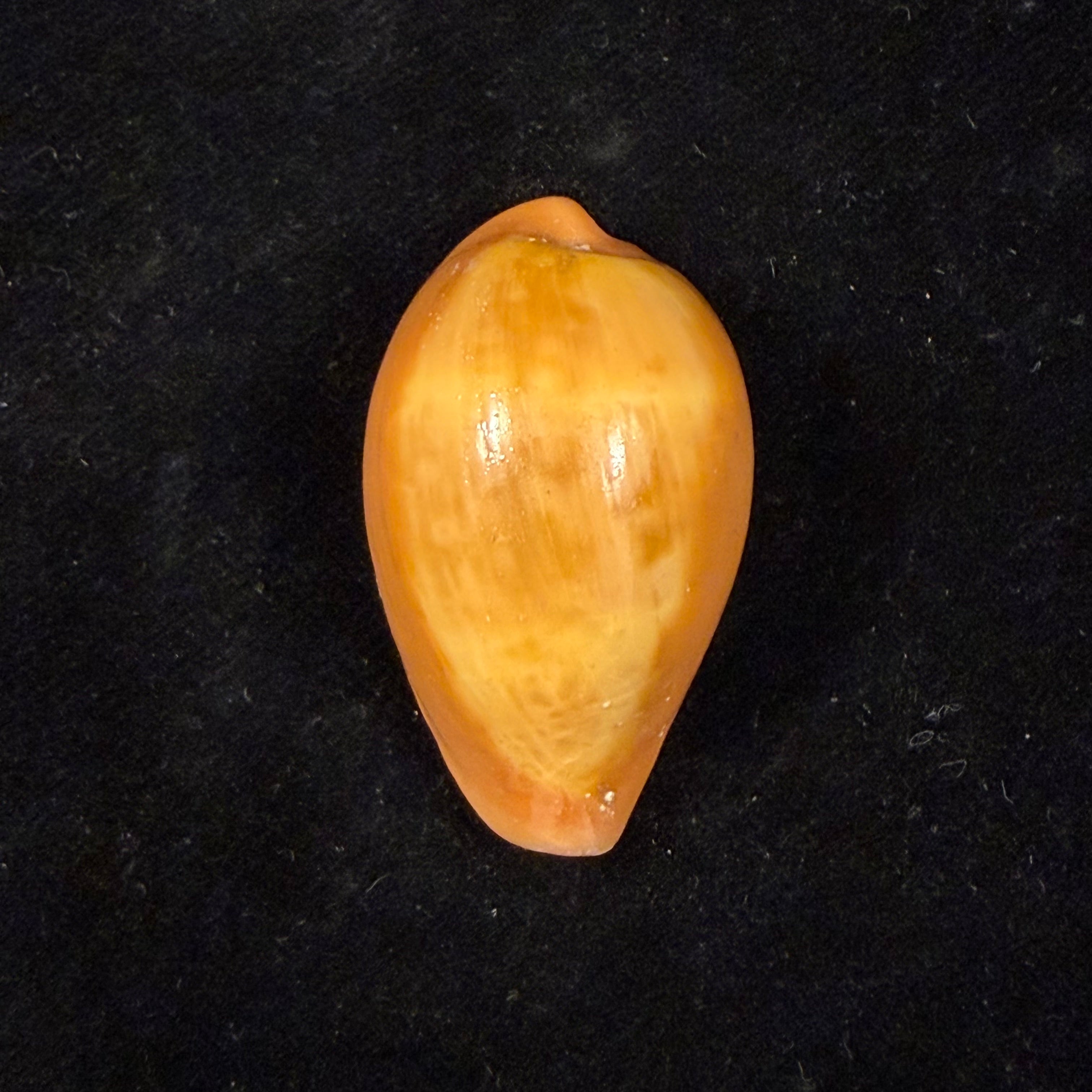 Zonaria pyrum nigromarginata Deprez & Govaert, 2009 - 39,7mm