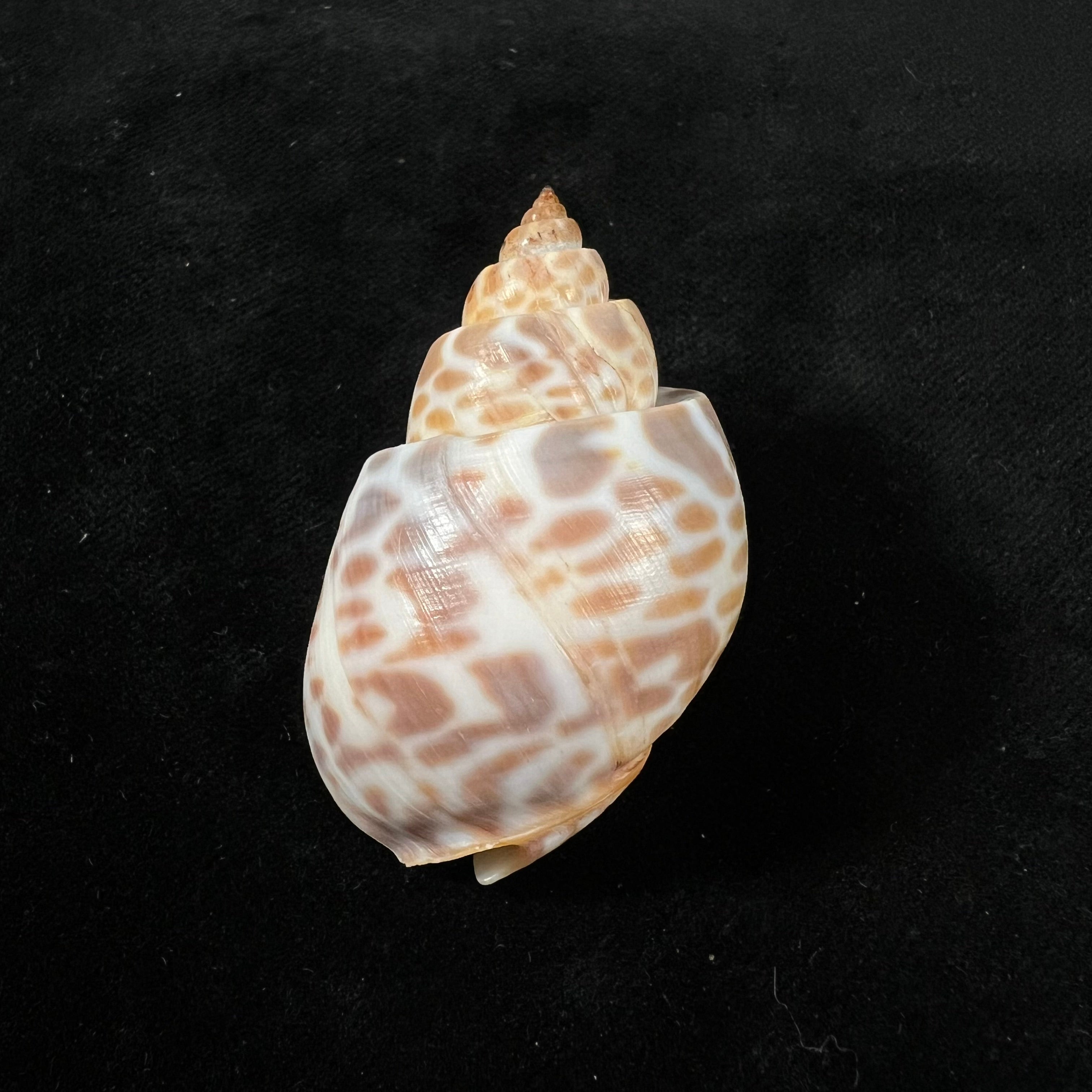 Babylonia spirata(林奈,1758 年) - 49 毫米