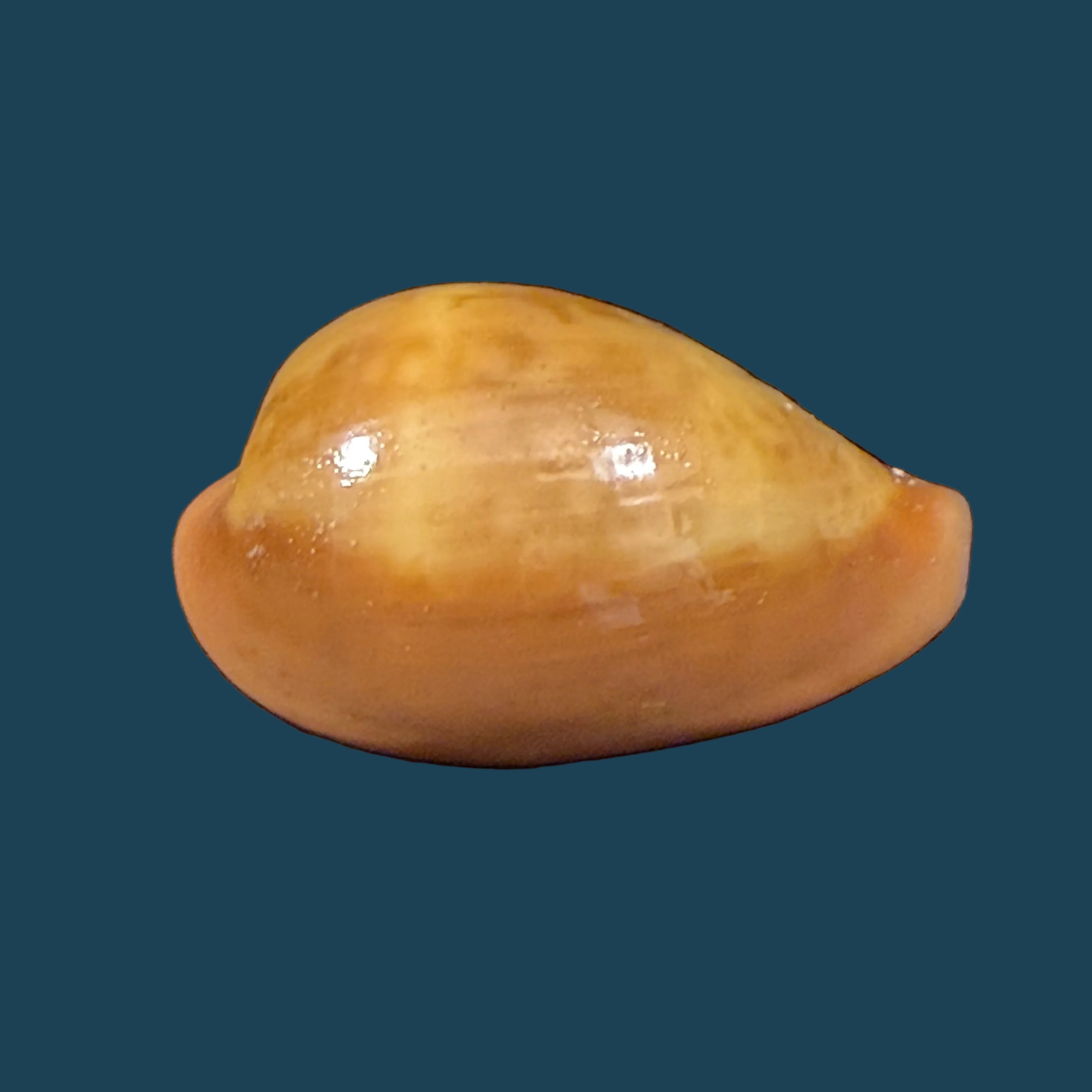 Zonaria pyrum nigromarginata Deprez & Govaert, 2009 - 39,7mm