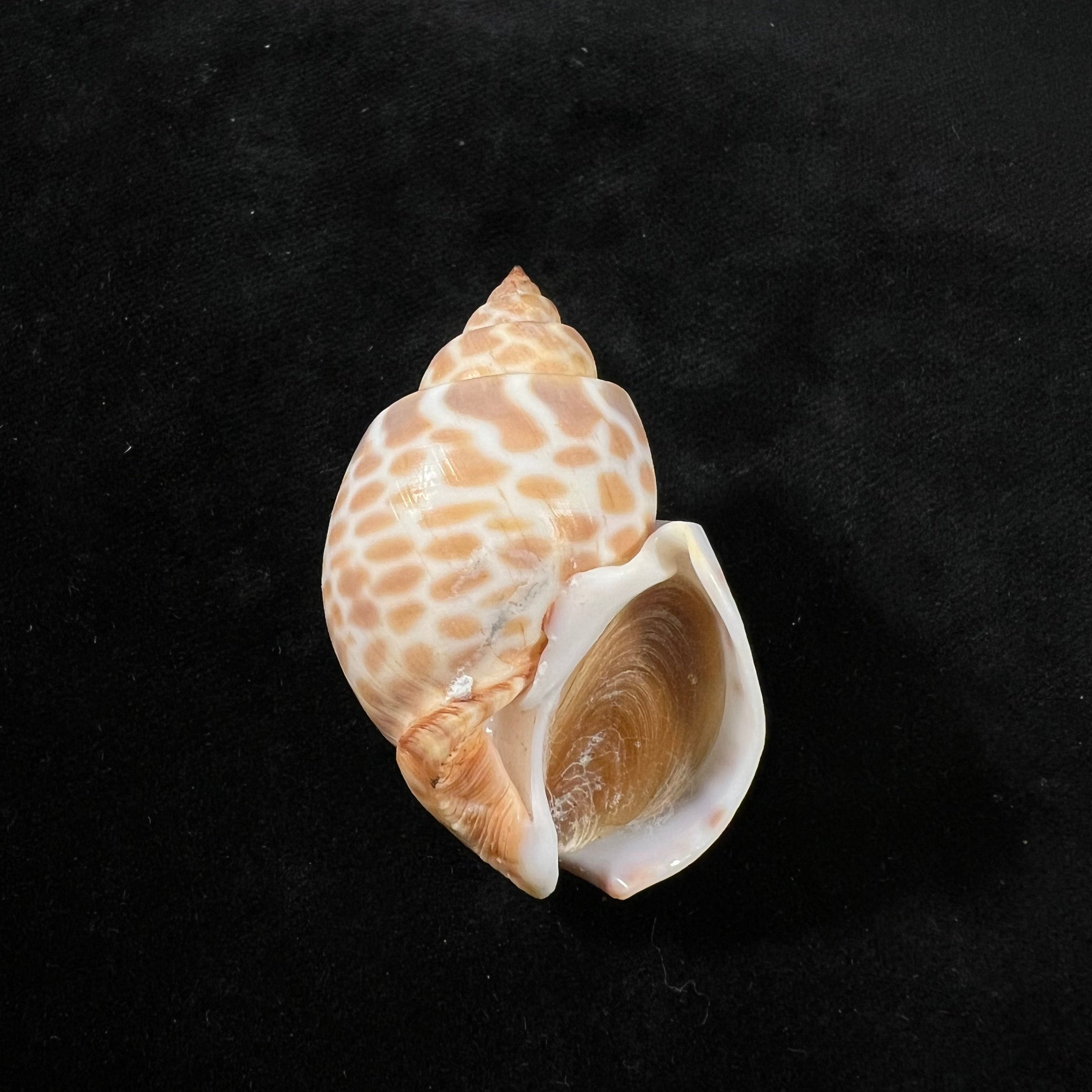 Babylonia spirata(林奈,1758 年) - 49 毫米