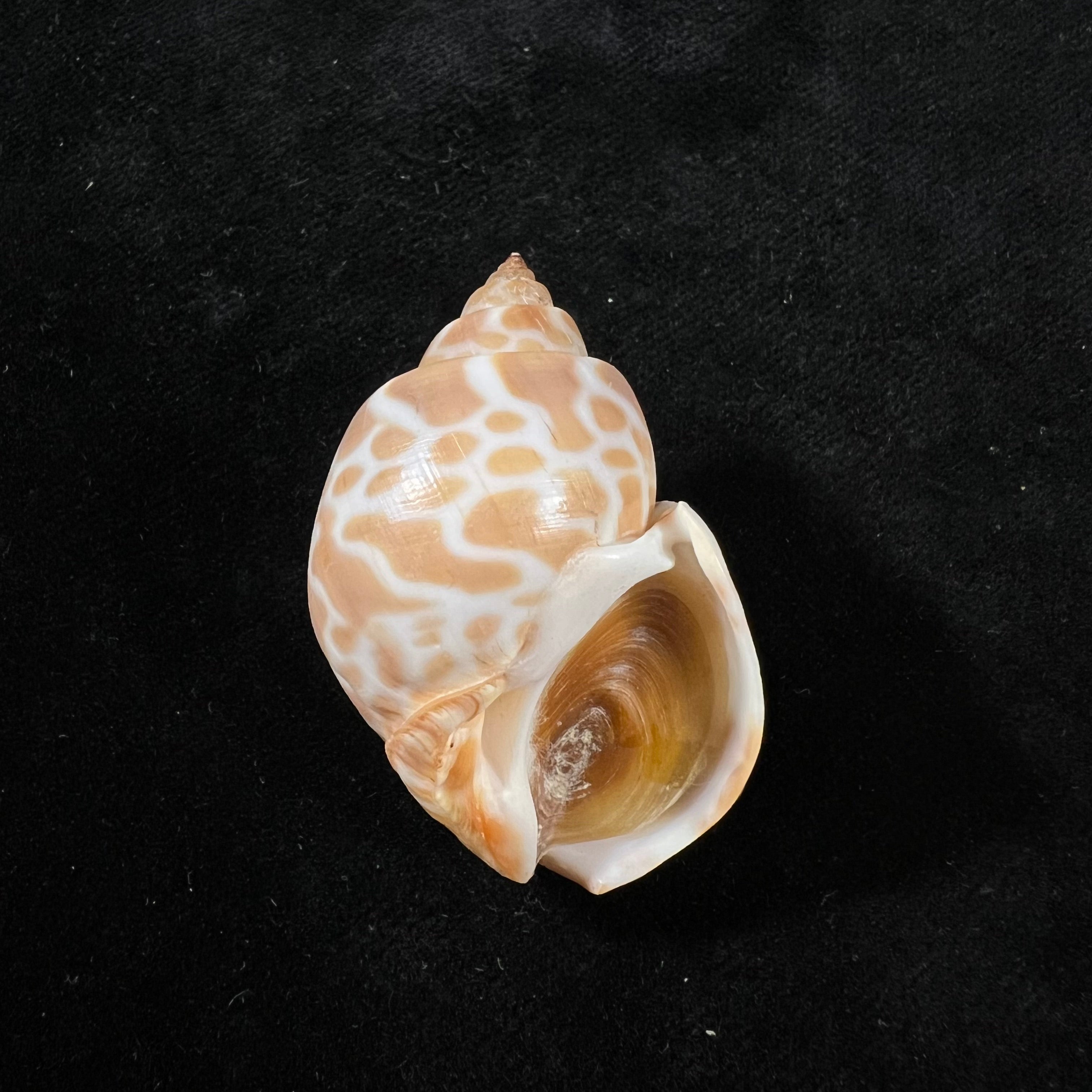 Babylonia spirata(林奈,1758) - 43,3mm